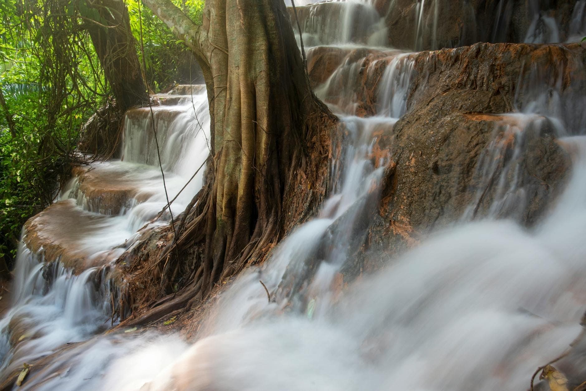Kalksteinterrassen und Baumwurzeln am Bua Tong Sticky Waterfall, mit klarem Wasser, das sanft durch einen üppigen, grünen thailändischen Wald fließt.