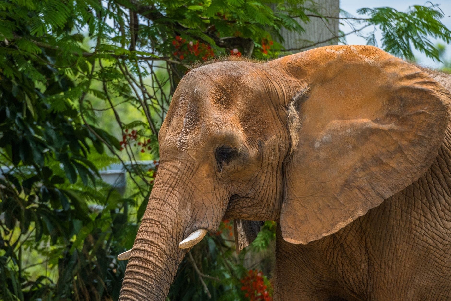 Gros plan d'un éléphant dans un cadre verdoyant et luxuriant de zoo en plein air, représentant probablement le Zoo Miami.