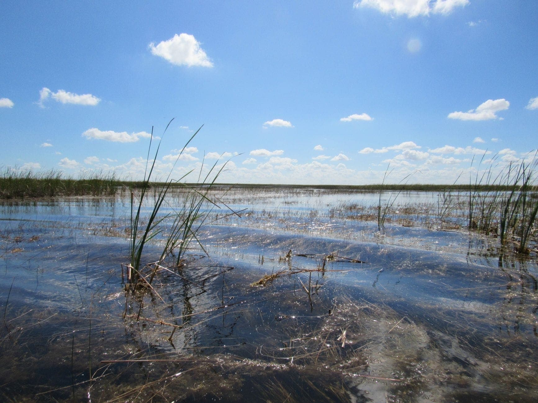 Vue panoramique des Everglades avec eau, herbes marécageuses, ciel bleu et nuages épars sous la lumière du jour.