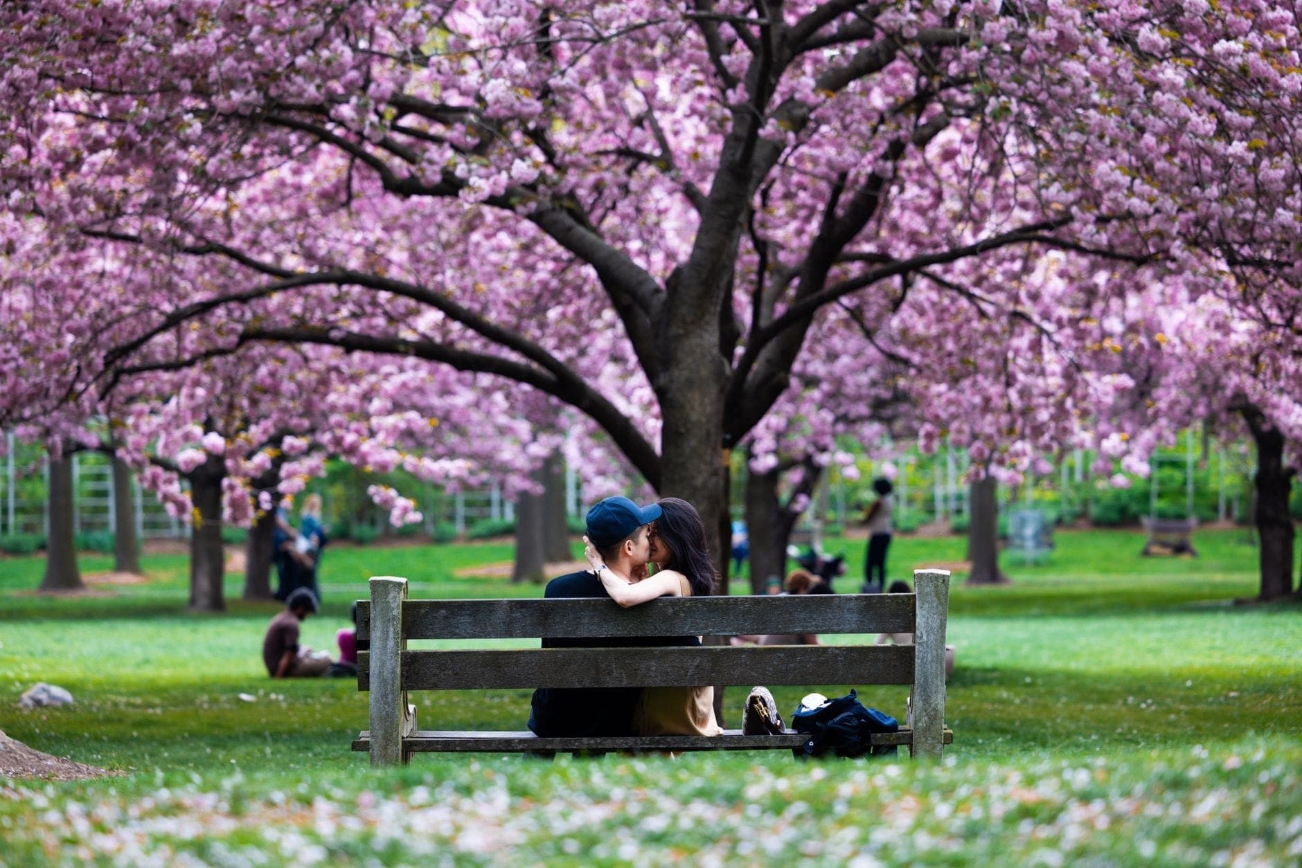 Personas sentadas en bancos bajo cerezos en flor en un gran parque urbano con hierba verde exuberante durante la primavera.