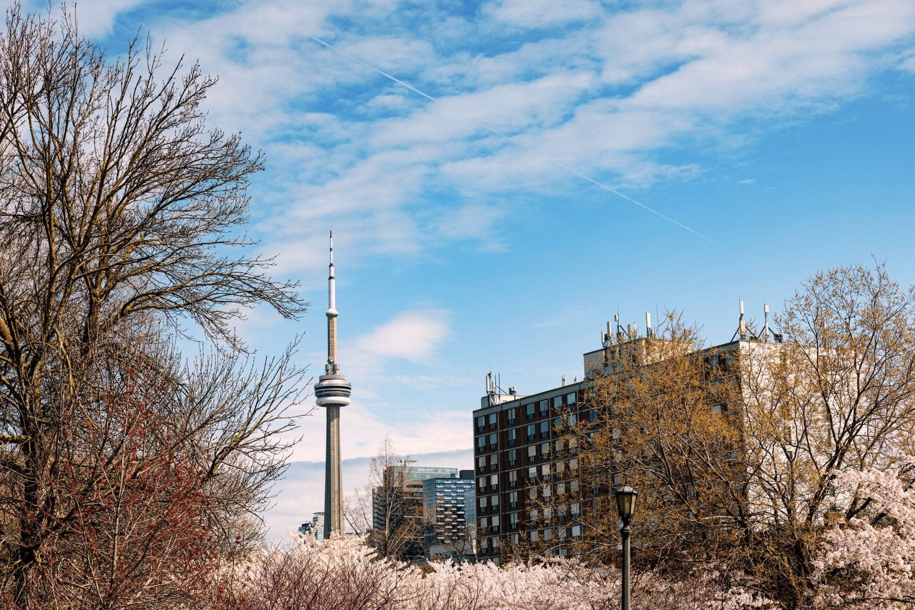 Bunga sakura Toronto sedang mekar dengan Menara CN dan gedung-gedung kota di latar belakang di bawah langit biru.