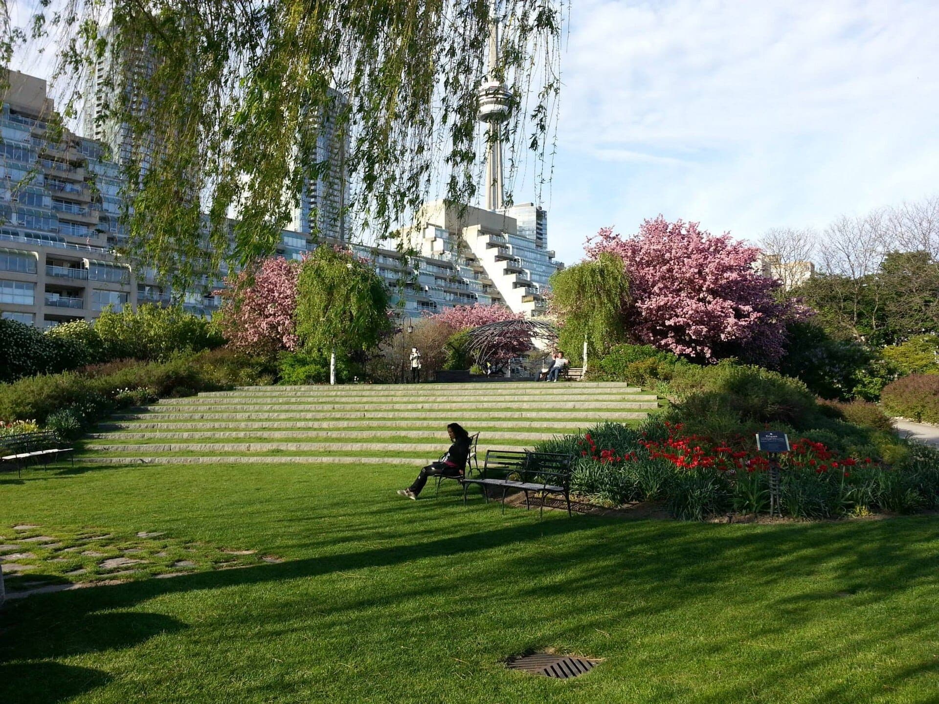 Gradini in pietra, ciliegi in fiore e prati verdi al Toronto Music Garden con gli edifici della città e la CN Tower sullo sfondo.