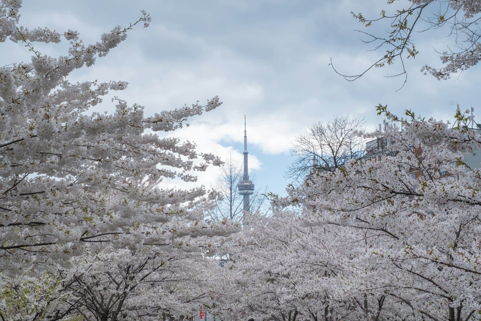 Alberi di ciliegio in fiore con la CN Tower visibile sullo sfondo sotto un cielo nuvoloso a Toronto.