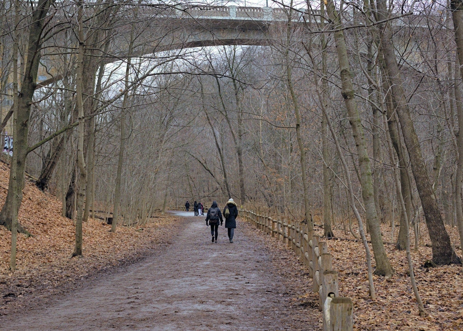 Ampio sentiero sterrato in un burrone boscoso con persone che camminano e un grande ponte sopra, tipico dei sentieri nei burroni di Toronto.
