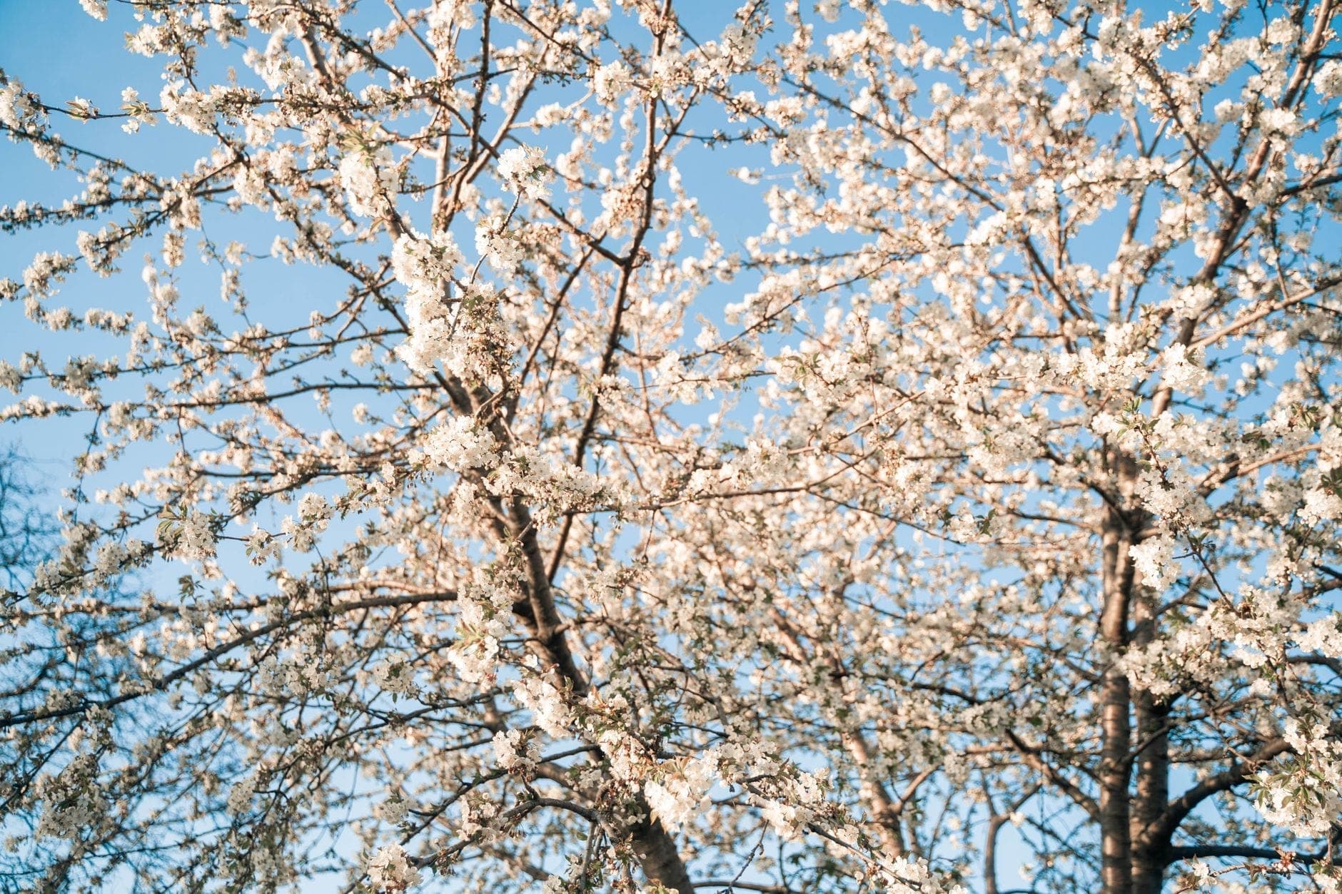 Cerezos en plena floración, iluminados por el sol, contra un cielo azul despejado, evocando la temporada de paseos primaverales en Toronto.