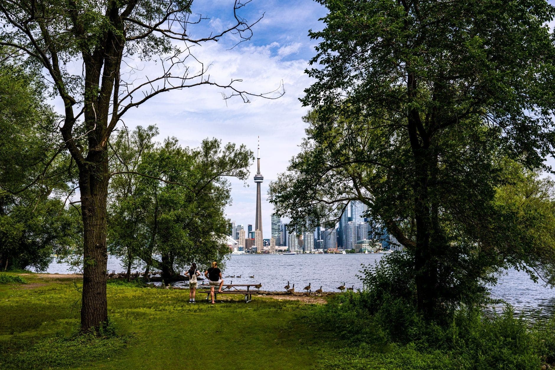Parque con césped y árboles maduros con vistas al skyline de Toronto y la CN Tower al otro lado del agua, mostrando un agradable entorno para pasear.