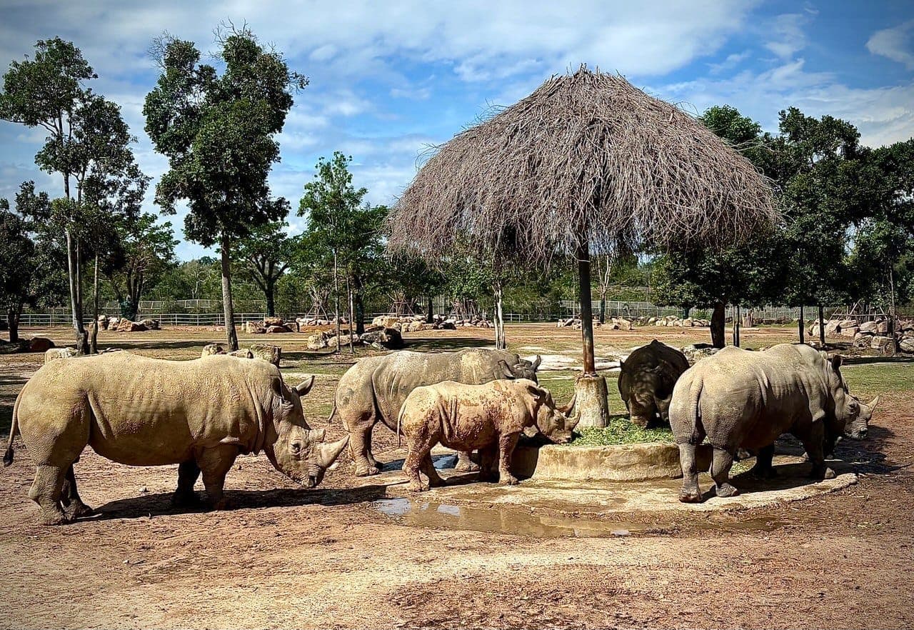 Vinpearl Safari Phu Quoc'ta sazdan çatılı bir barınağın altındaki besleme alanında toplanan gergedanlar