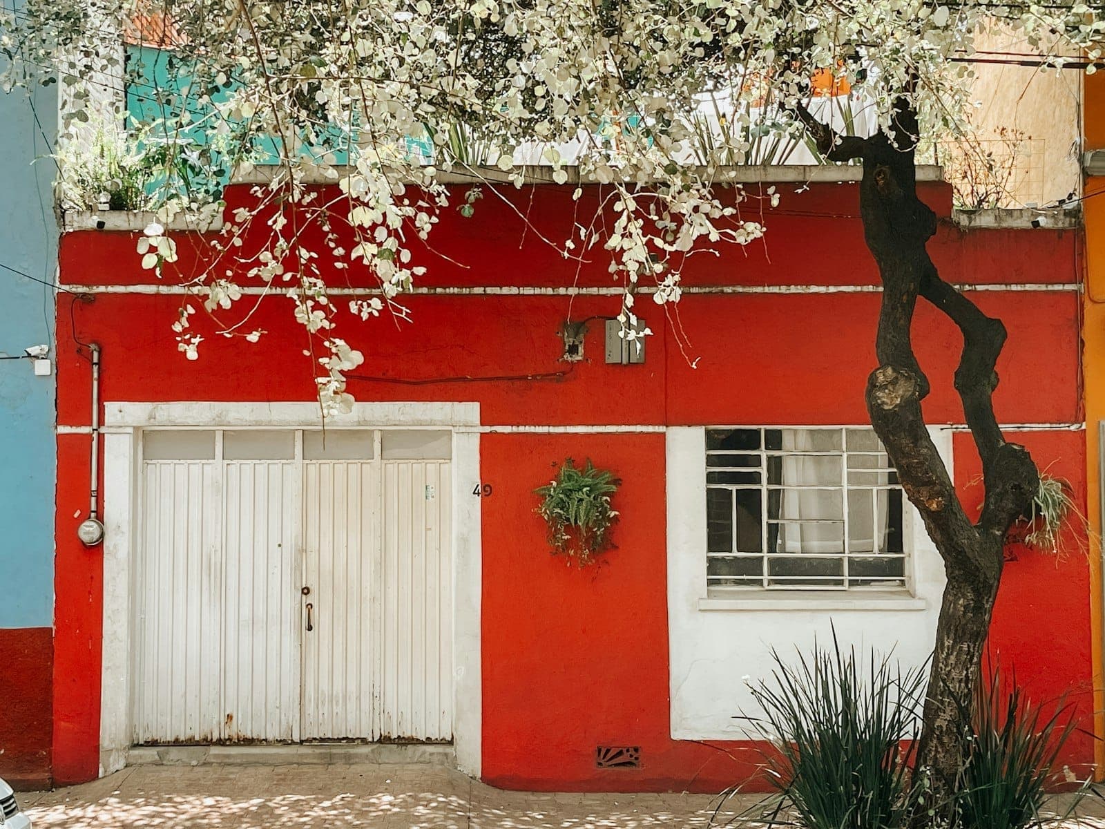 Colorful residential facade with red and blue walls, white garage, flowering tree, and urban greenery in Mexico City neighborhood.