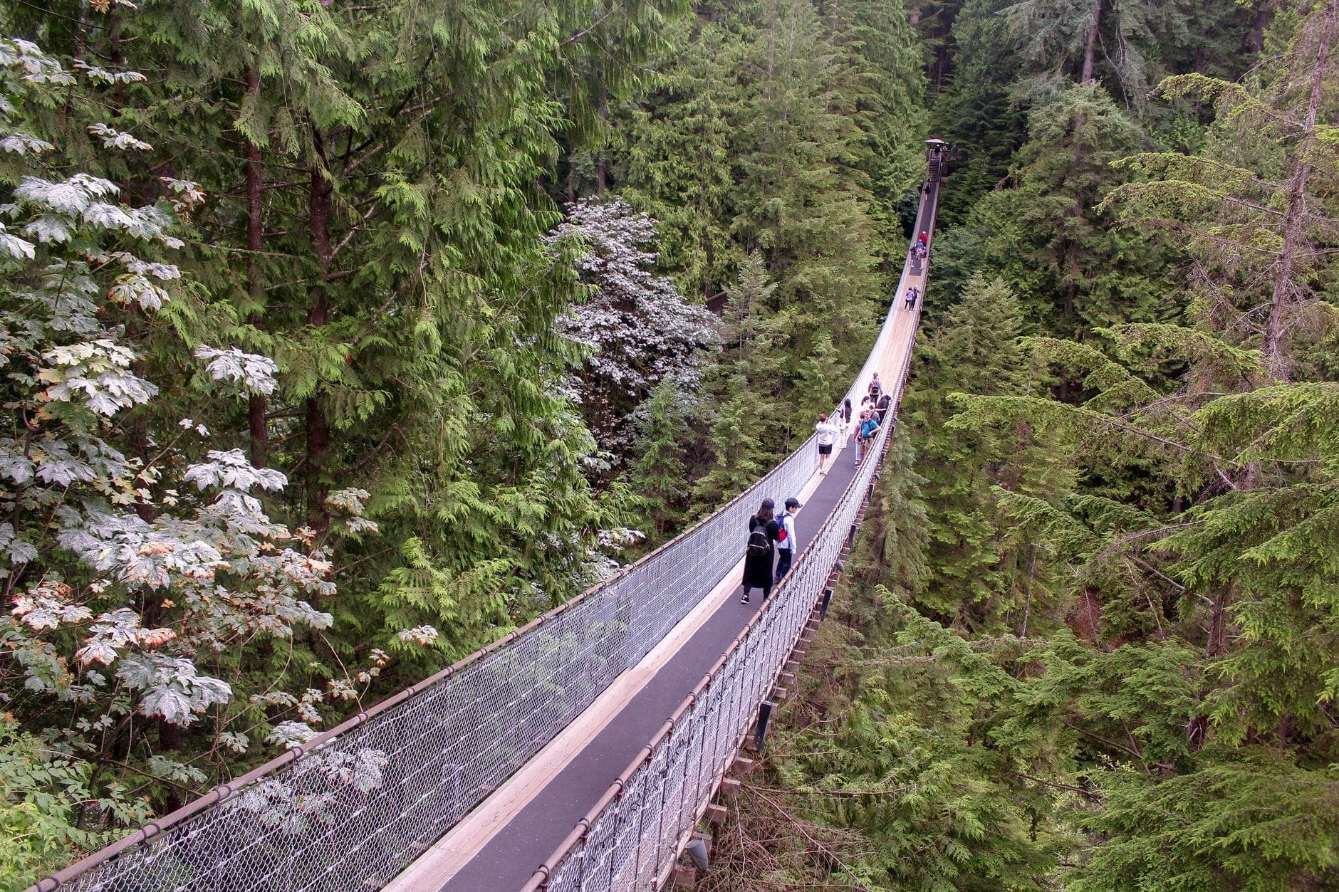 ทัศนียภาพกว้างของ Capilano Suspension Bridge ที่พาดข้ามเรือนยอดป่าอันเขียวชอุ่มใน North Vancouver พร้อมผู้คนที่กำลังเดินข้ามสะพาน