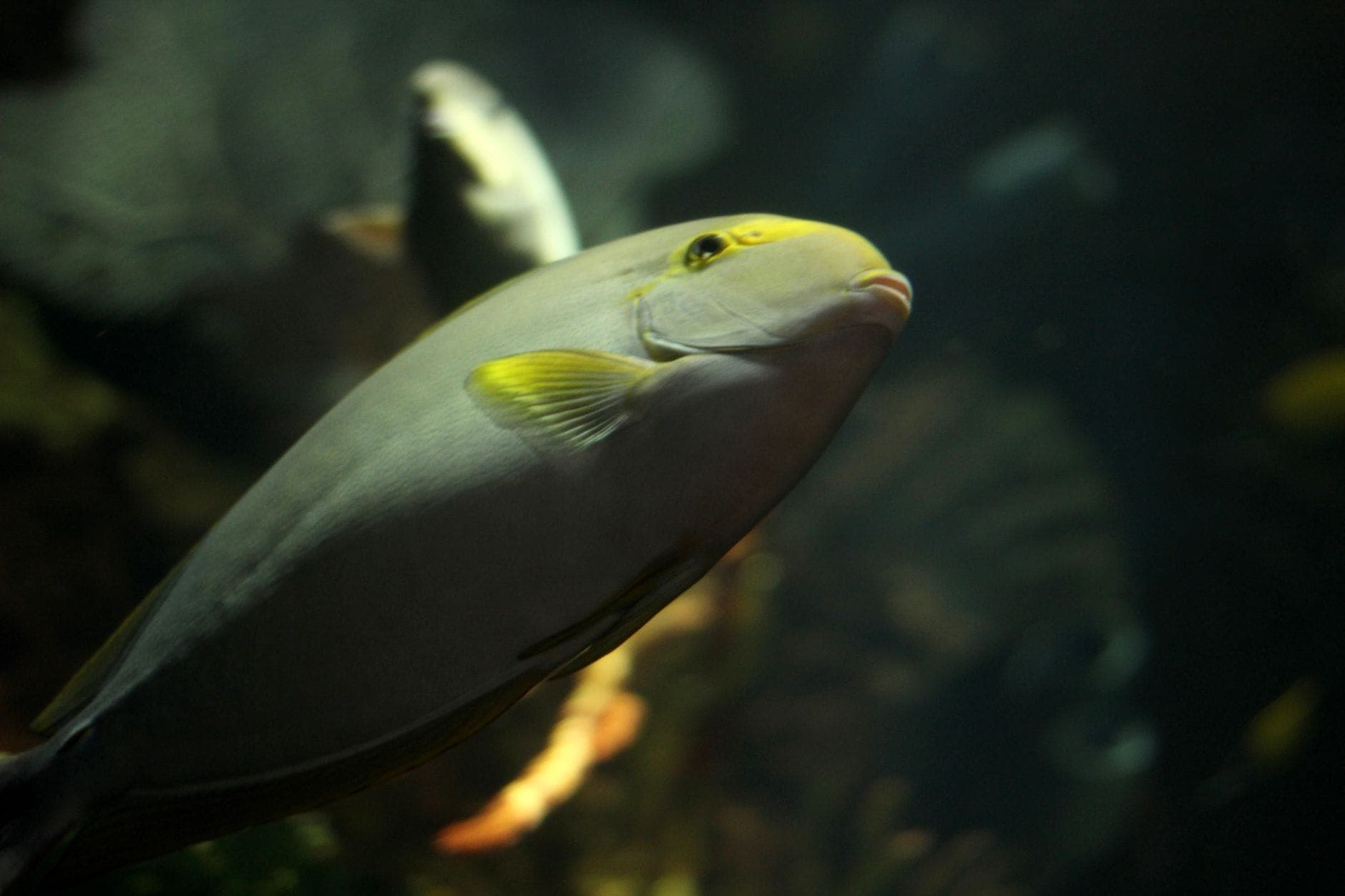 Close-up view of a colorful fish swimming in an aquarium tank with dark, natural background and subtle lighting.