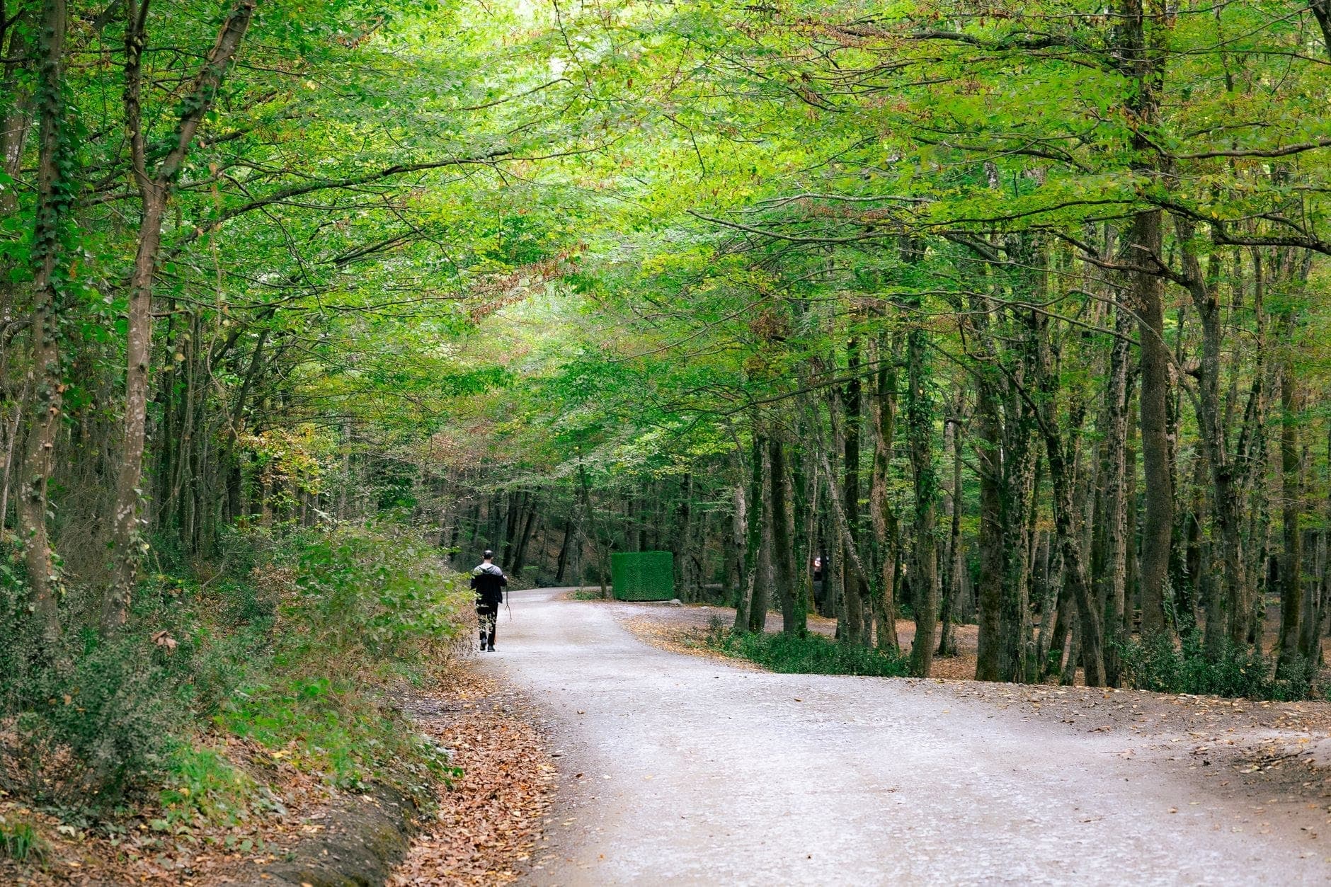 Ein ruhiger Erdweg schlängelt sich durch üppig grüne Bäume im Belgrader Wald – ein einzelner Radfahrer genießt die Natur an einem stillen Tag.