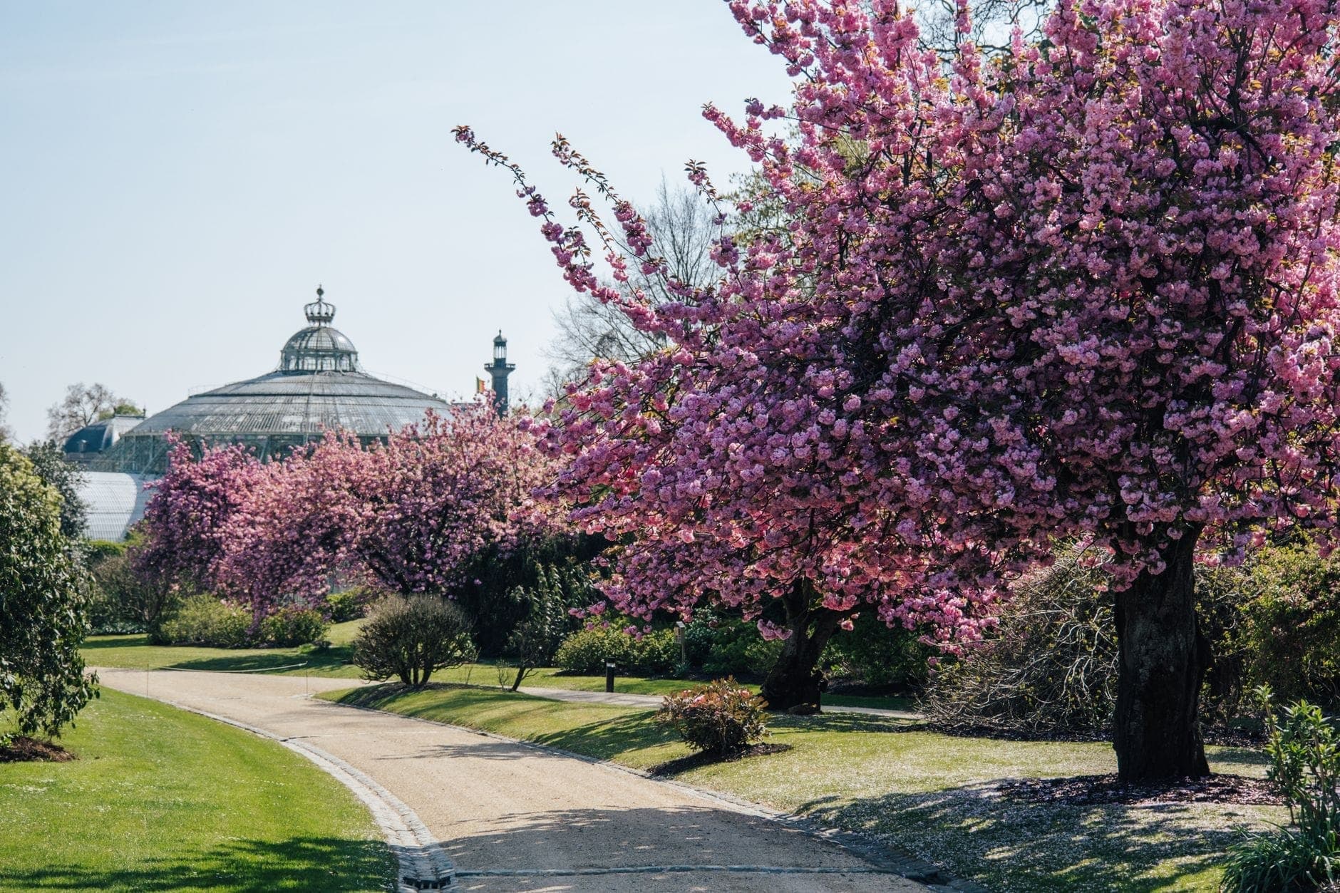 Pathway lined with blooming cherry blossom trees and a historic glasshouse, likely the Copenhagen Botanical Garden, under a clear sky.