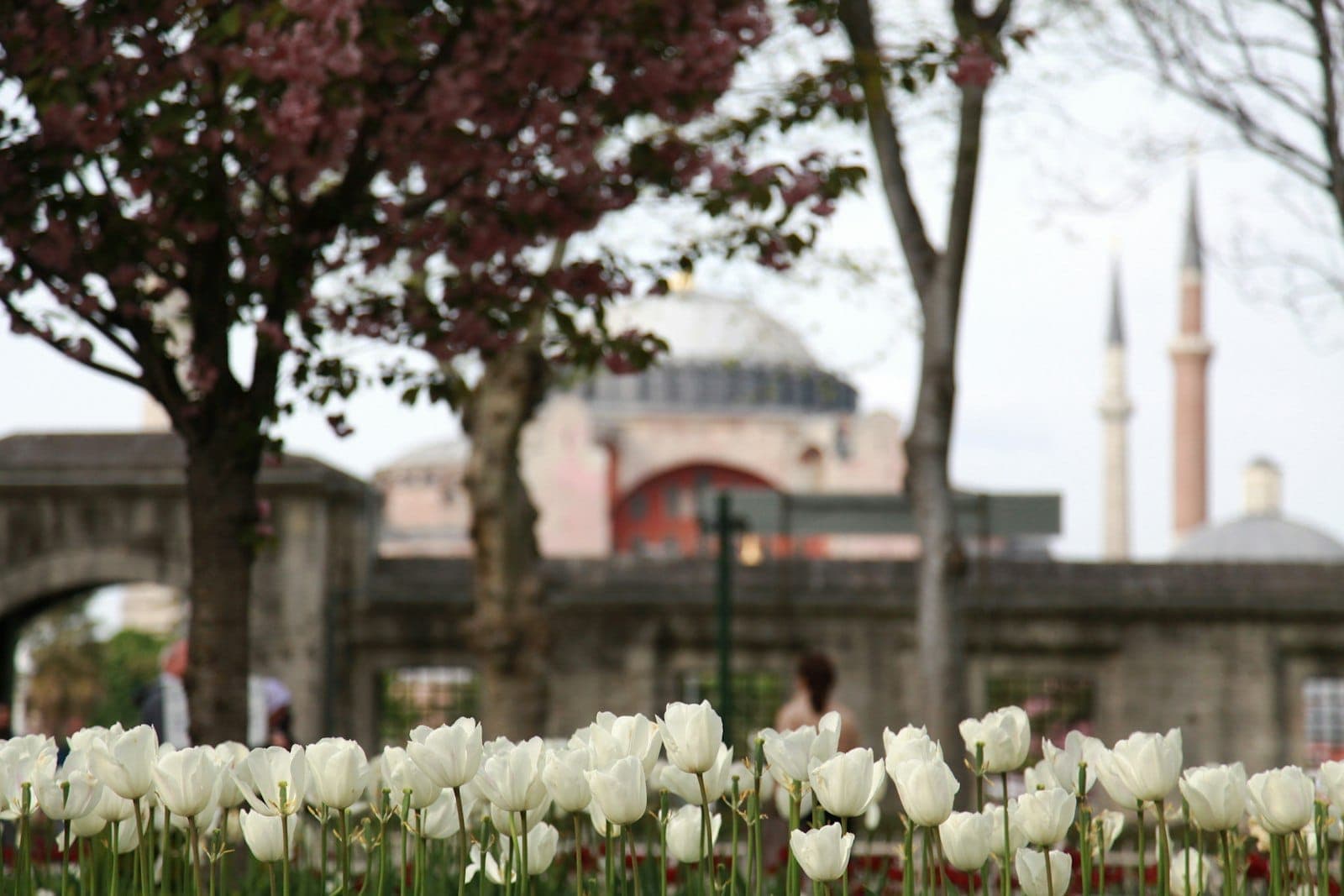 Blühende weiße Tulpen in einem Stadtpark mit Hagia Sophia und ihren Minaretten im Hintergrund.
