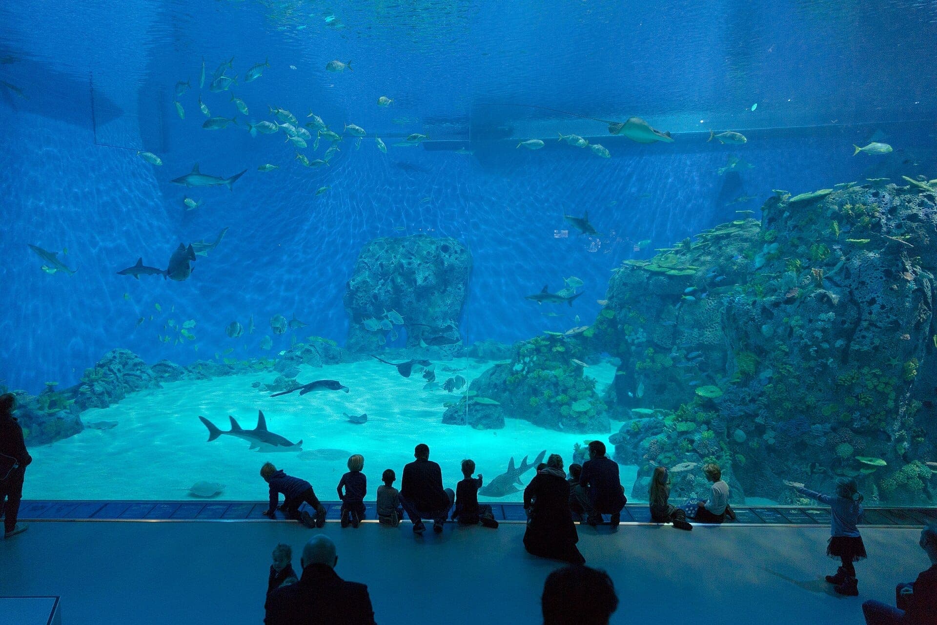 Besucher bewundern das Meeresleben durch das riesige Aquariumfenster im The Blue Planet, Dänemarks Nationalaquarium in Kopenhagen, mit Haien, Fischen und Korallenriffen.