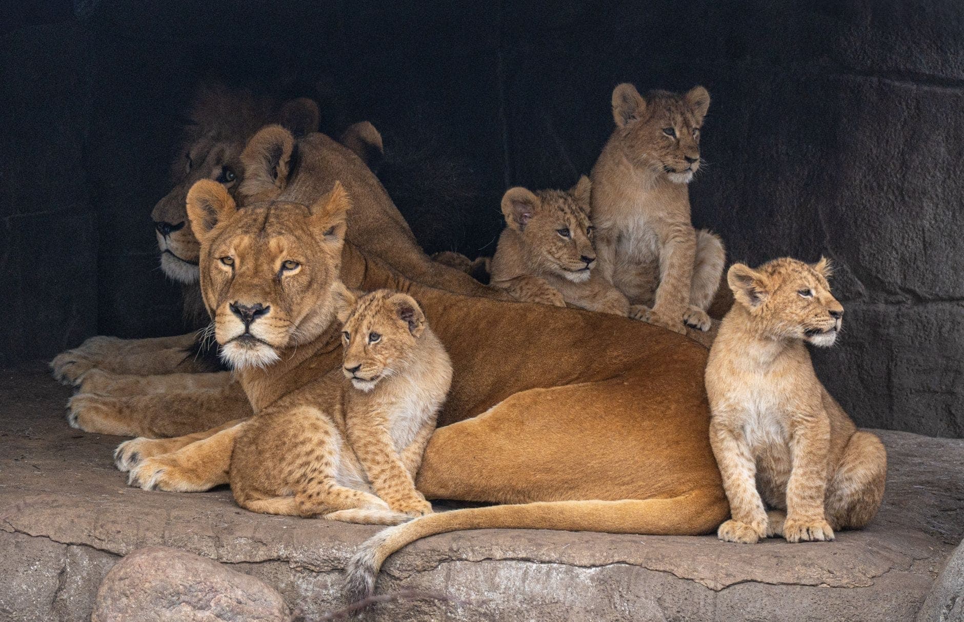Löwin mit vier verspielten Löwenjungen auf einem Felsen in einem Zoogehege – ein perfektes Bild für den Familiencharakter eines Zoos.