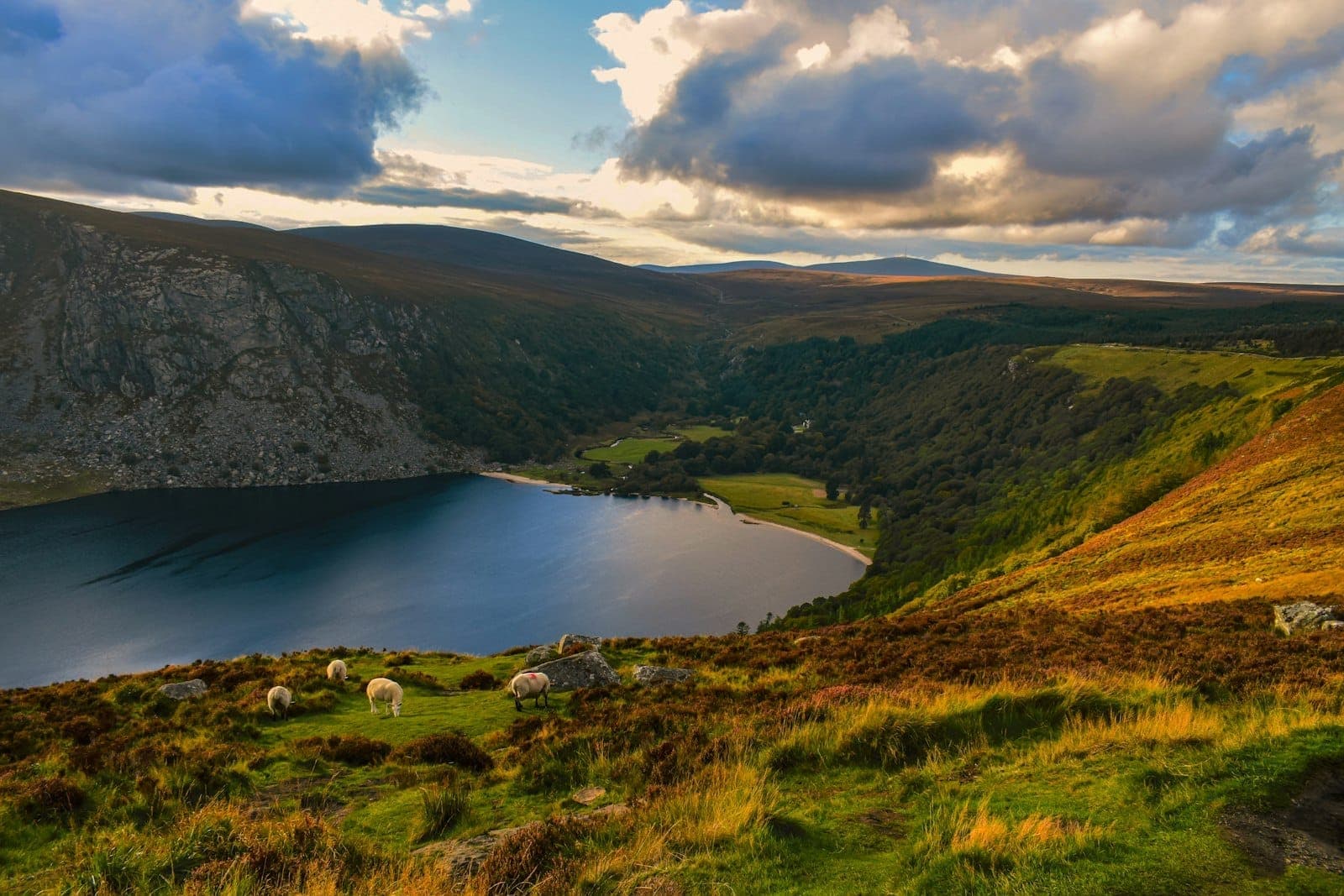 Vue panoramique sur Lough Tay avec les spectaculaires Wicklow Mountains, la lande et des moutons qui paissent sous un ciel dramatique au coucher du soleil.