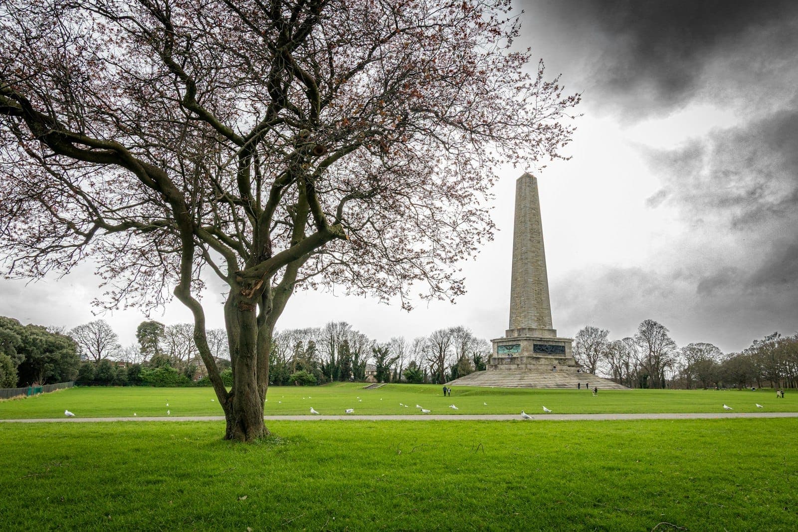 Vista panorámica de Phoenix Park con el Monumento a Wellington y un árbol en flor, grandes praderas verdes bajo un cielo dramático.