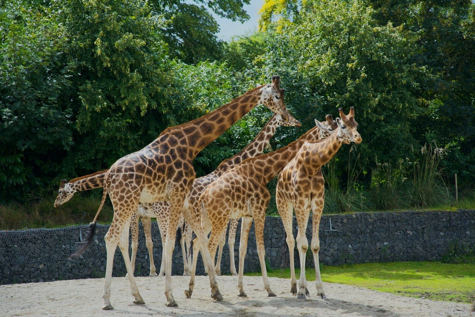 Grupa żyraf stojących razem w przestronnym, zewnętrznym wybiegu otoczonym bujną zielenią drzew w zoo.