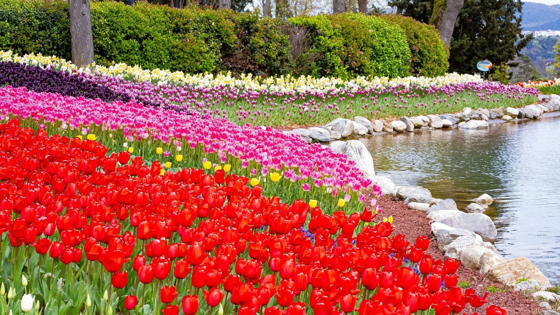 Leuchtend bunte Tulpenbeete schlängeln sich an einem Teich entlang, eingerahmt von sattem grünen Rasen und Büschen im Emirgan Park zur Tulpenzeit.