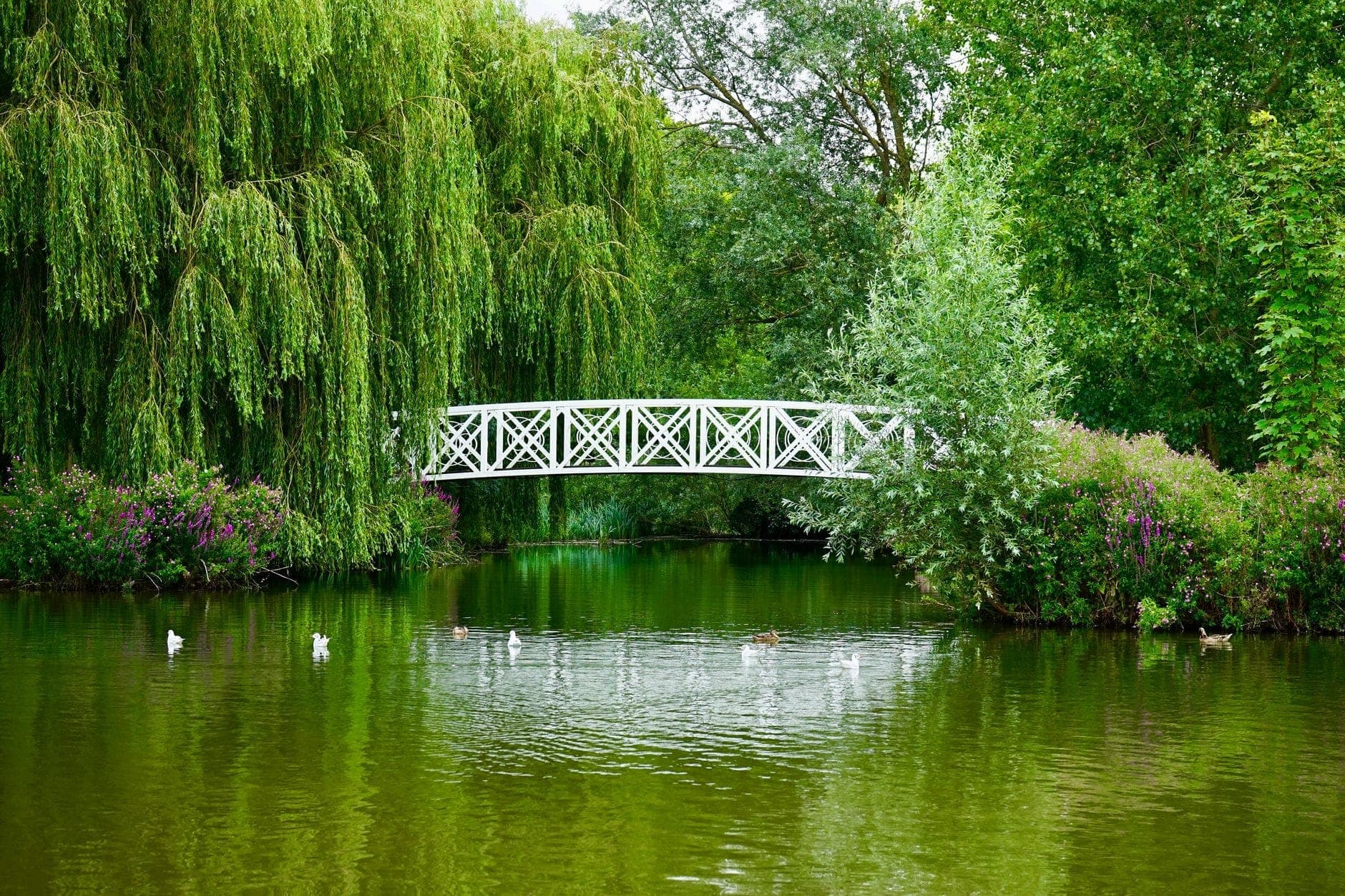 Un exuberante parque verde en Dublín con un puente peatonal blanco sobre un estanque tranquilo rodeado de árboles y patos nadando.