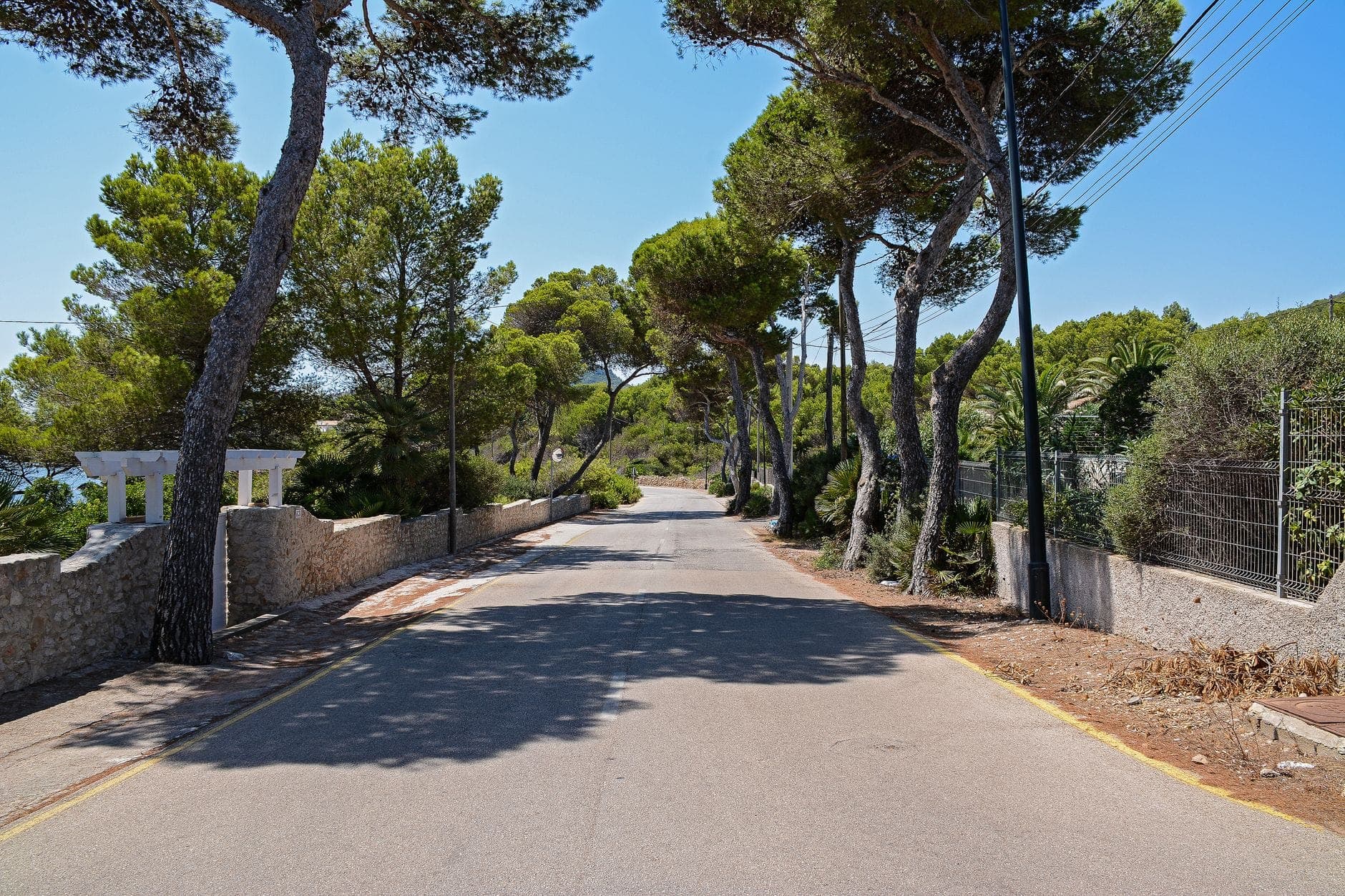 Sunny road lined with pine trees and stone walls, typical of Ibiza’s quieter rural routes.