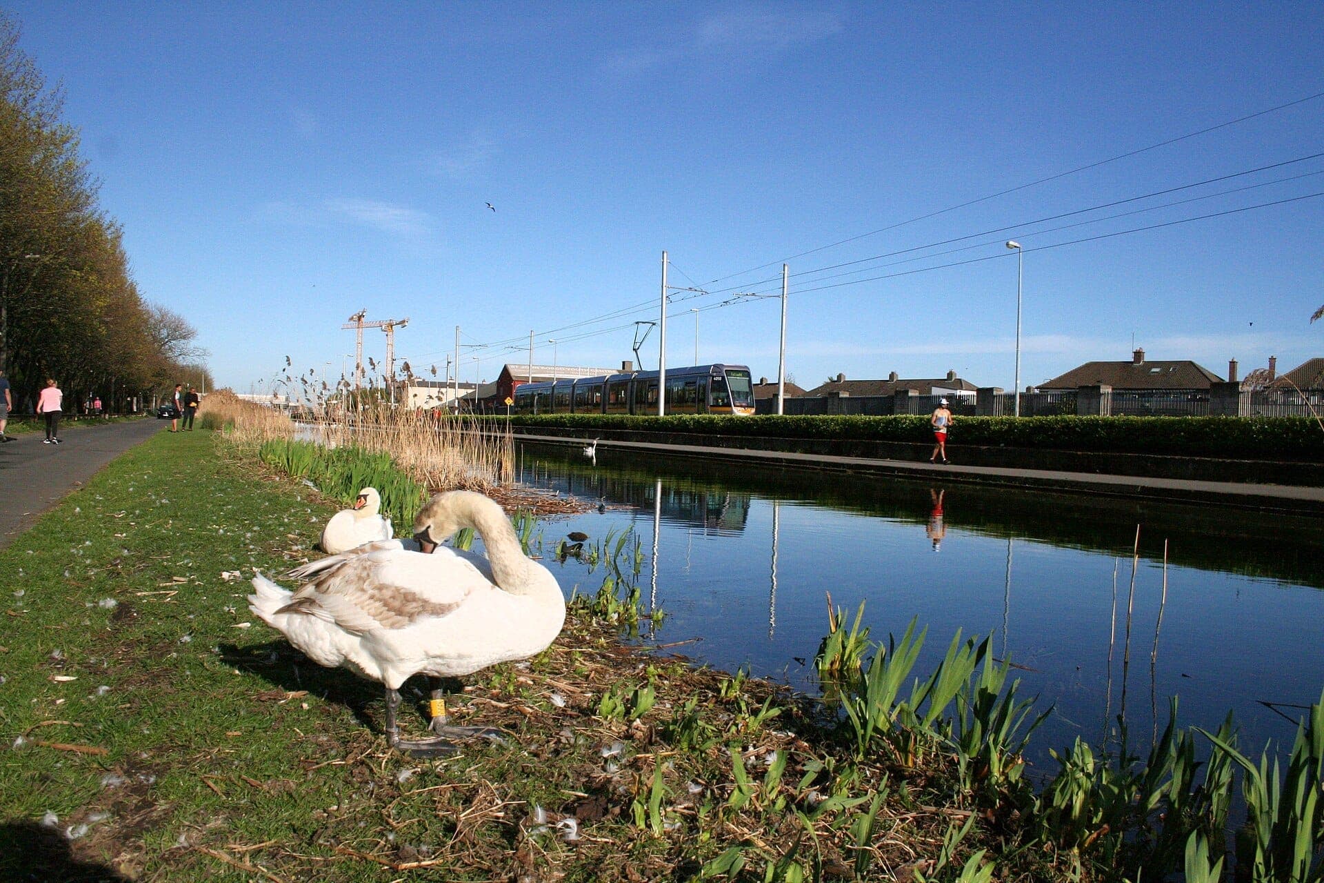 Dos cisnes descansan junto al Grand Canal de Dublín, con paseantes, un tranvía y casas reflejados bajo un cielo azul despejado.