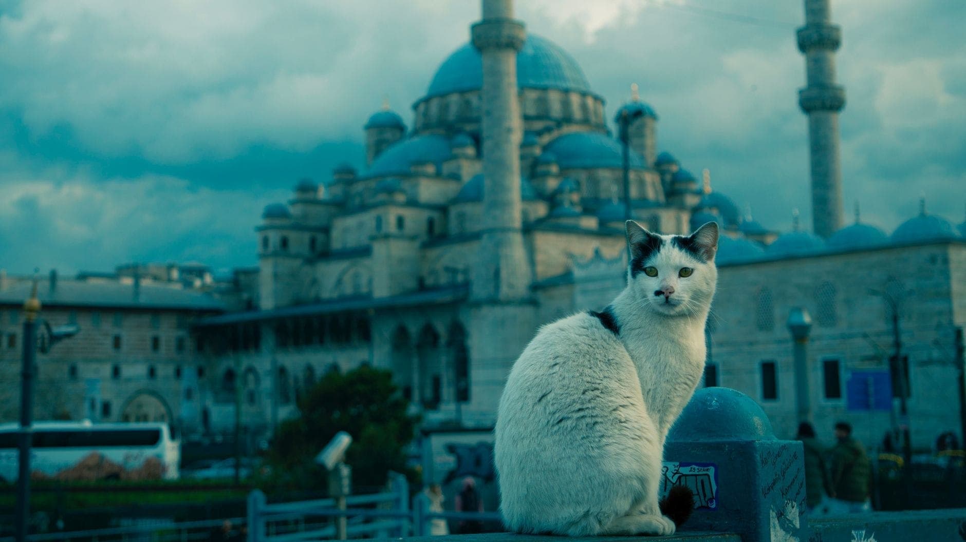 Eine Straßenkatze sitzt aufmerksam auf einem Geländer, im Hintergrund Istanbuls ikonische Moschee mit Minaretten unter dramatisch bewölktem Himmel.