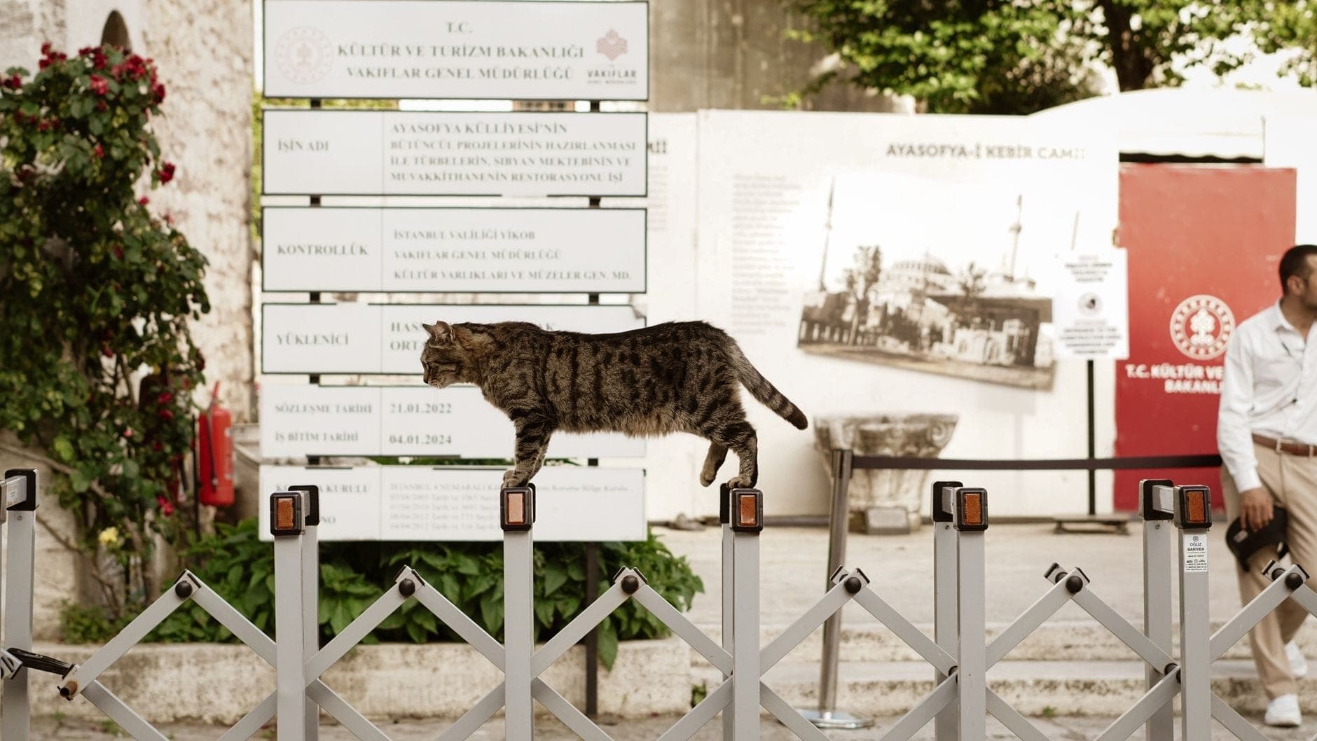 Eine getigerte Katze, die auf einem Zaun vor Schildern und dem Eingang der Hagia Sophia in Istanbul läuft, mit einer Person in der Nähe.