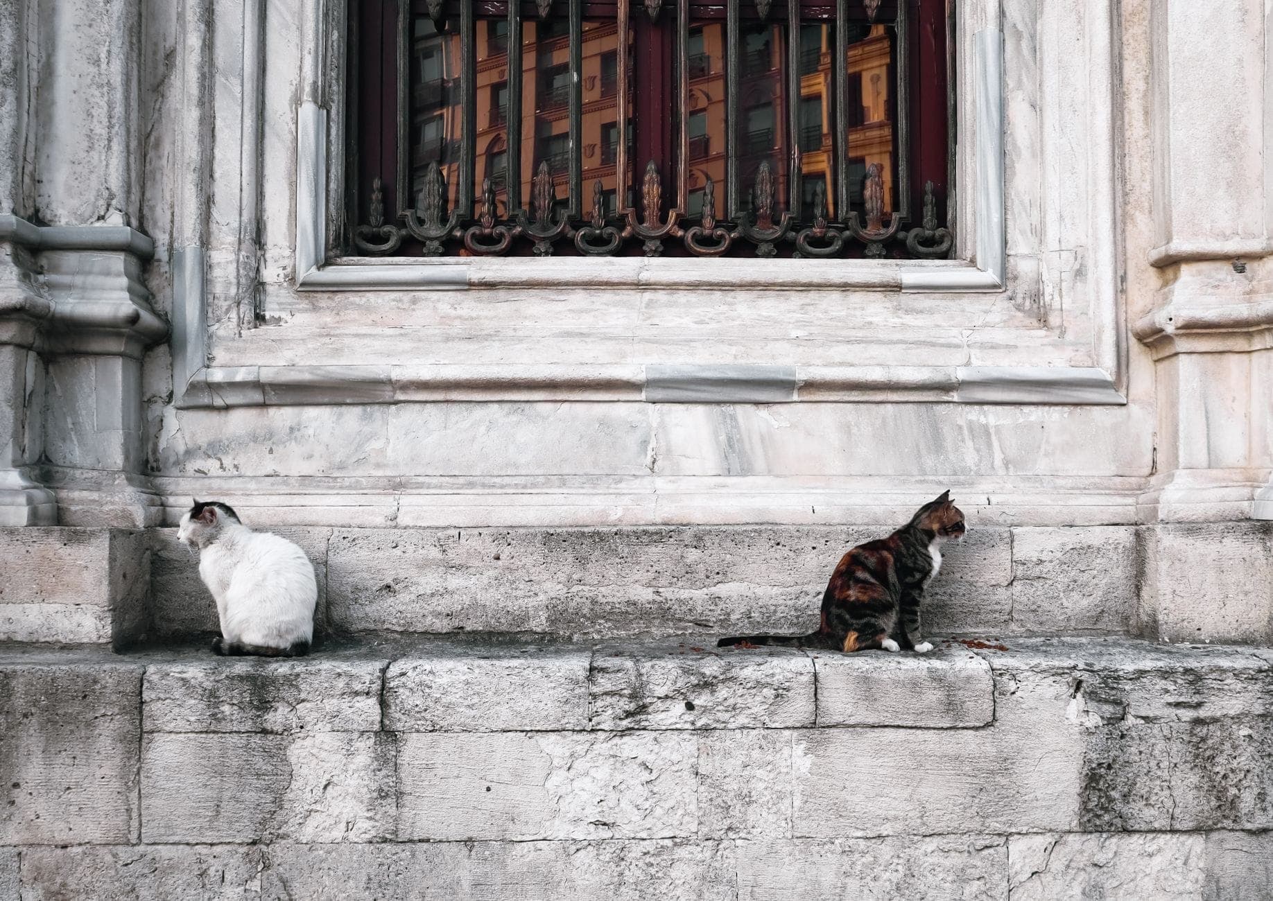 Zwei Katzen sitzen auf einem Steinvorsprung vor einem historischen Gebäude in Istanbul, mit detaillierter Steinmetzarbeit im Hintergrund.