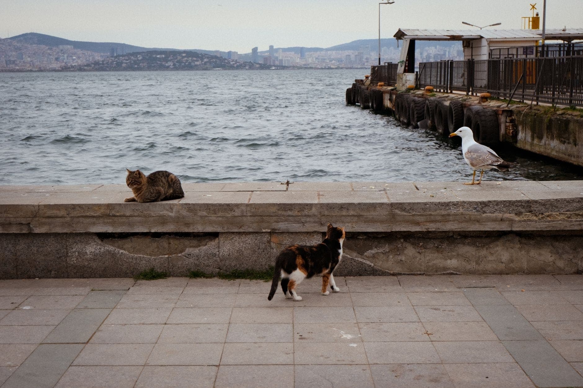 Zwei Straßenkatzen und eine Möwe ruhen am Ufer von Istanbul, mit Stadtpanorama und Wasser im Hintergrund.