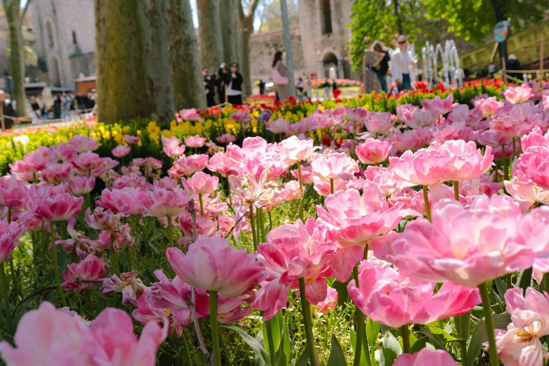 Nahaufnahme leuchtend pinker Tulpen in einem Park, im Hintergrund spazieren Menschen zwischen historischen Steingebäuden im Frühlingslicht Istanbuls.