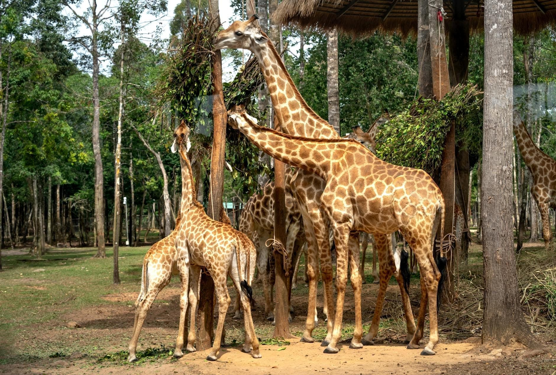 Four giraffes standing together and feeding on tall branches in a lush, open habitat with trees at a wildlife zoo.
