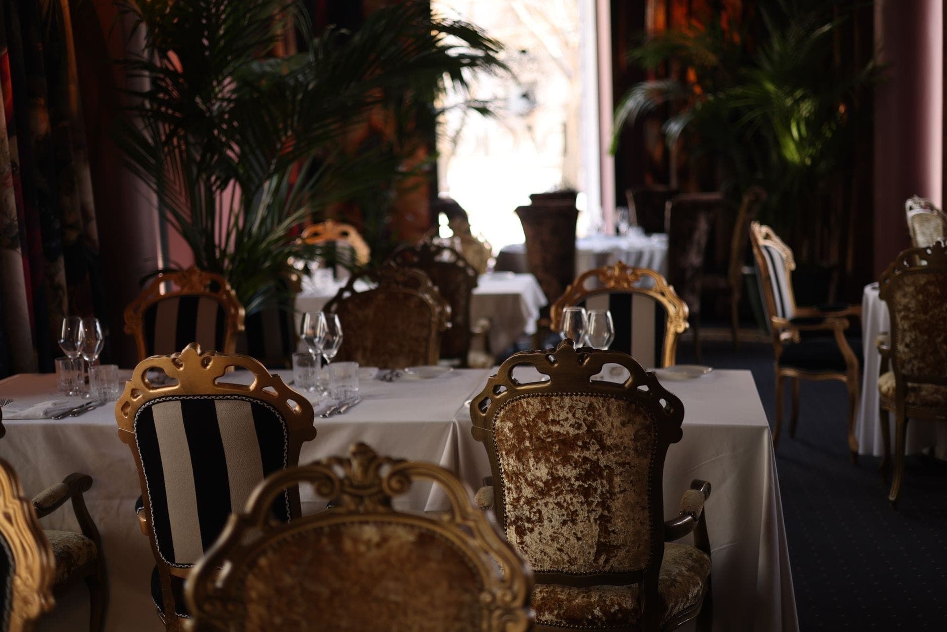 Eleganckie, luksusowe wnętrze restauracji z ozdobnymi złotymi krzesłami, białymi obrusami, kieliszkami do wina i bujnymi roślinami doniczkowymi, przywołujące scenę wykwintnej kuchni Mediolanu.