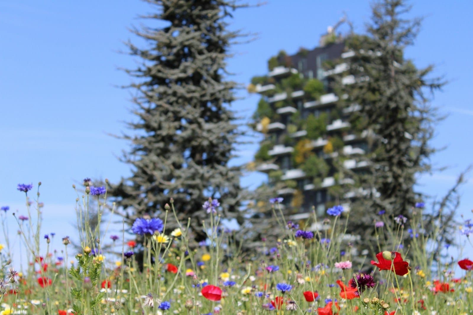 Wildblumen blühen im Vordergrund mit dem Bosco Verticale-Gebäude in Mailand und hohen Bäumen im Hintergrund an einem sonnigen Frühlingstag.