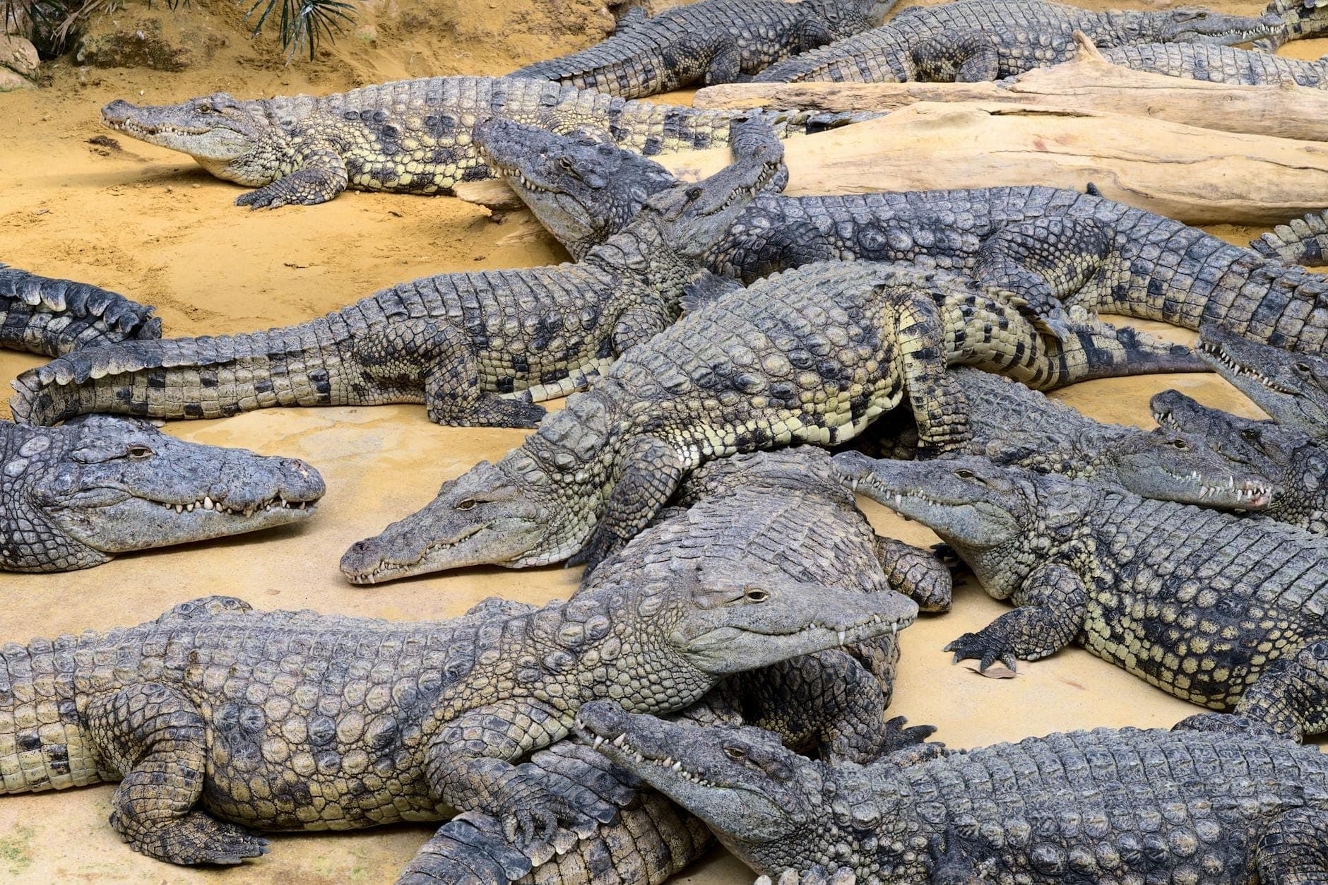 Large group of crocodiles resting closely together on sandy ground with rock and sparse vegetation visible around them.