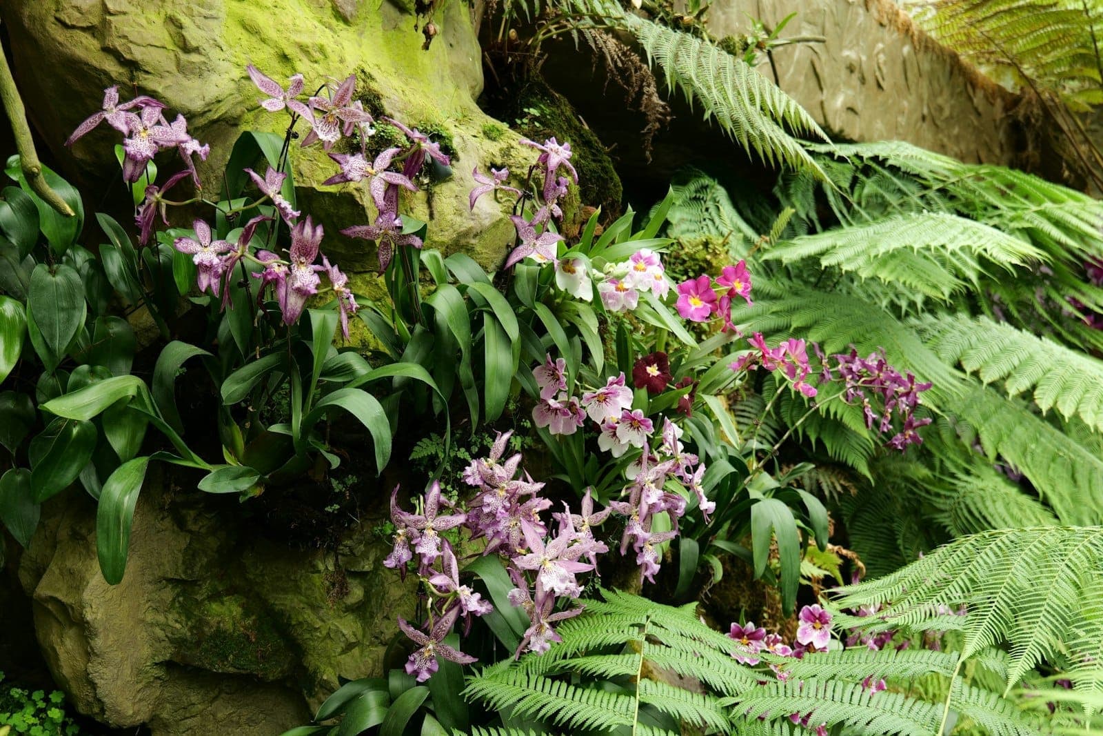 Cluster of vibrant purple orchids growing among lush green ferns on a natural rock wall, creating a tropical garden scene.