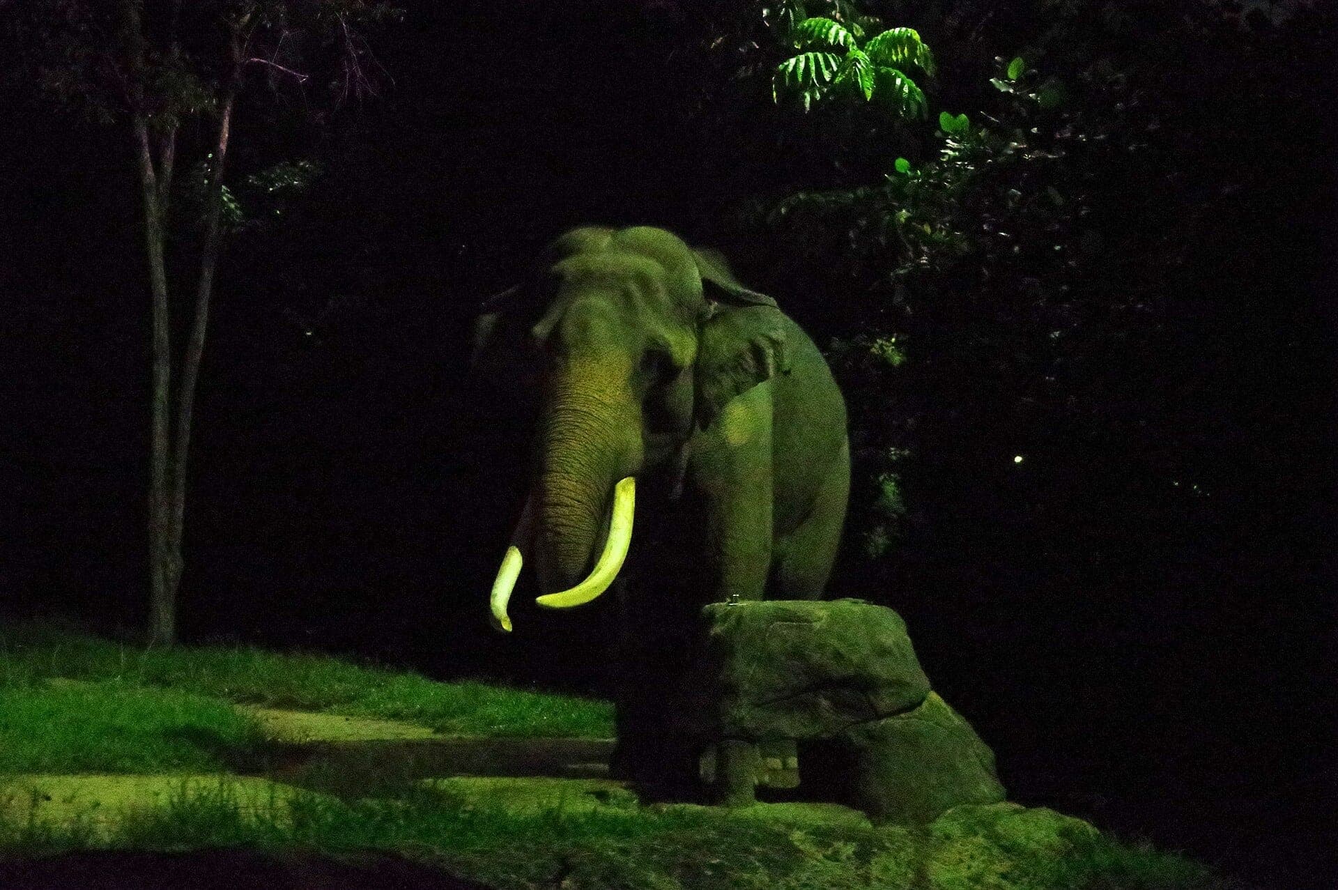 An Asian elephant stands in dim lighting at Night Safari Singapore, surrounded by dark rainforest foliage and patches of green grass.