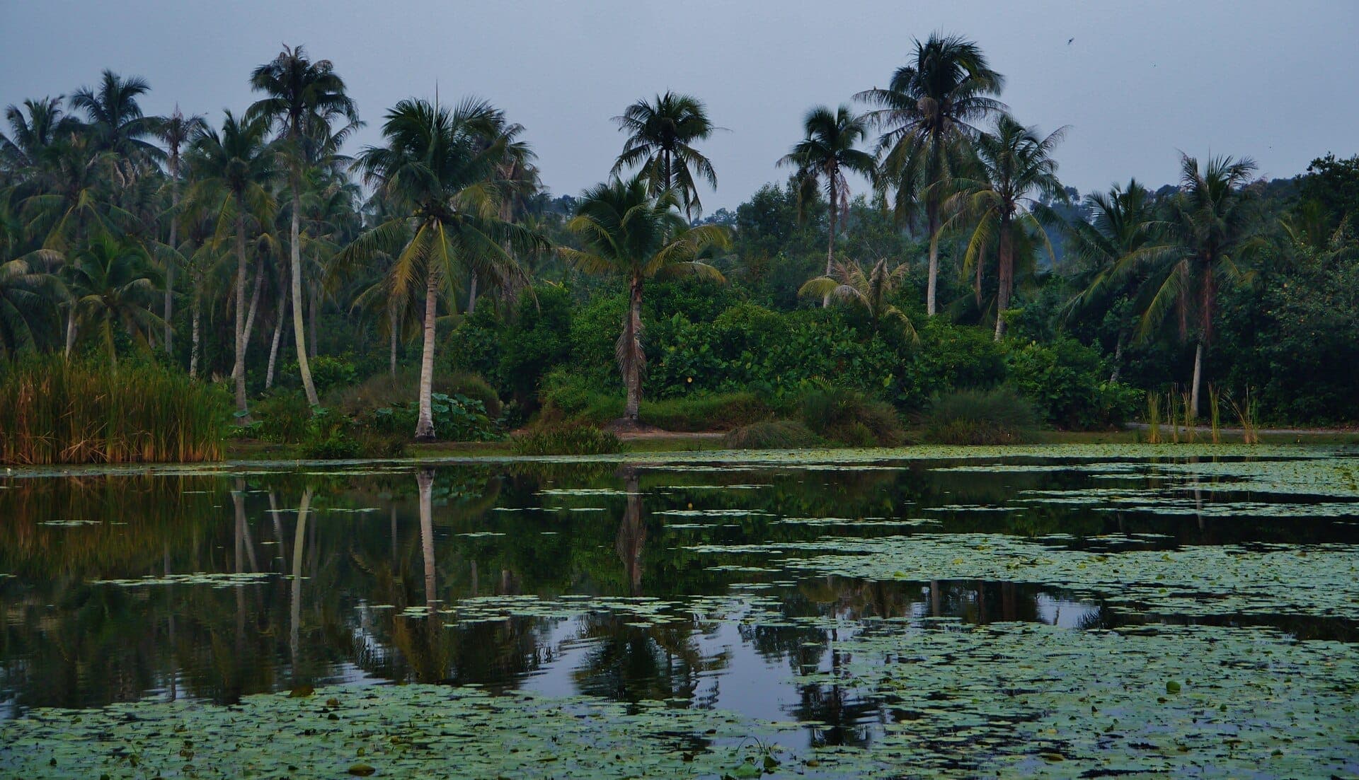 View of palm trees and lush greenery reflected in a tranquil, lily-covered wetland at Pulau Ubin during the day.