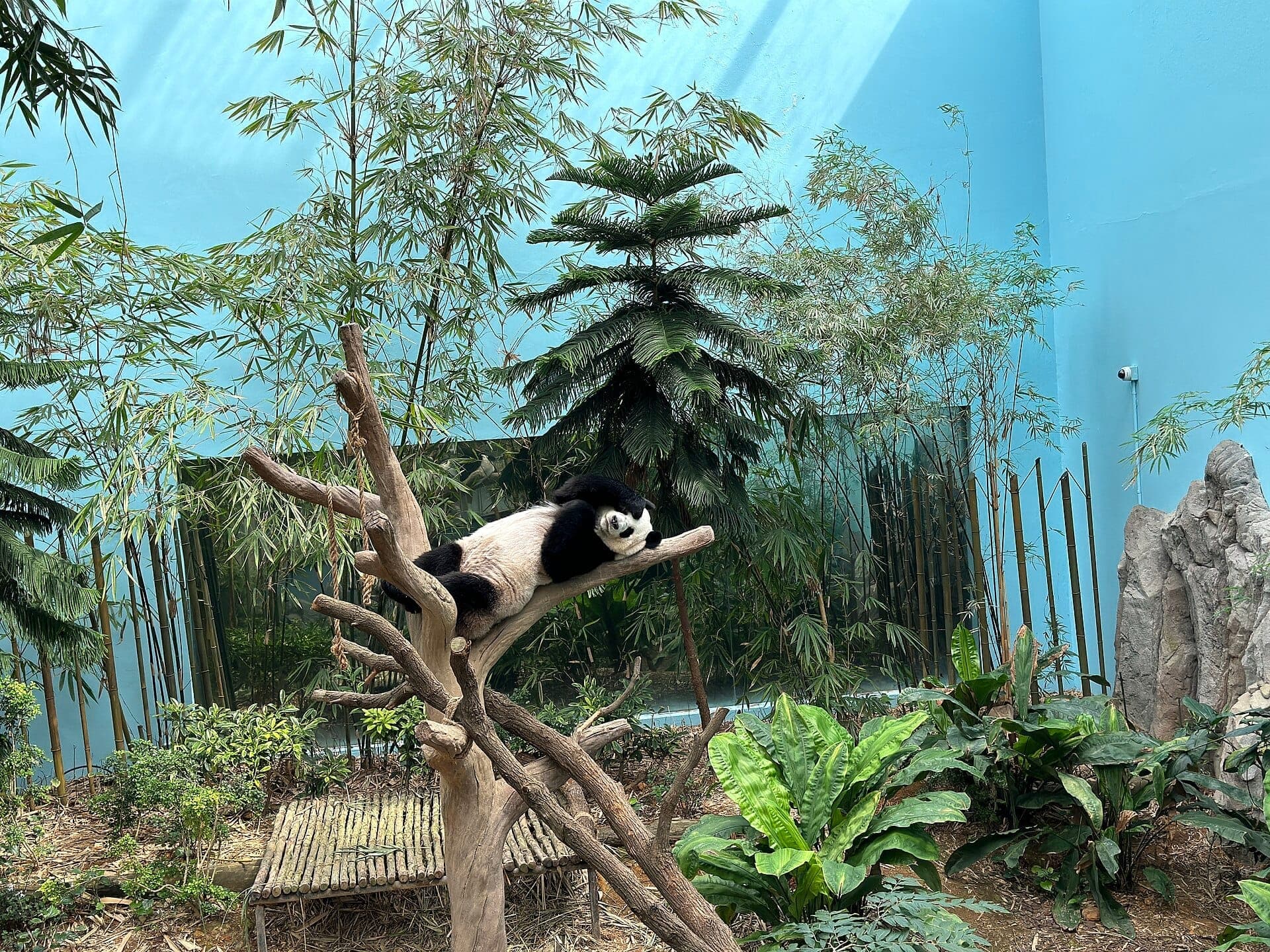 Giant panda resting on a wooden branch surrounded by lush bamboo and greenery inside River Wonders Singapore’s brightly lit animal enclosure.