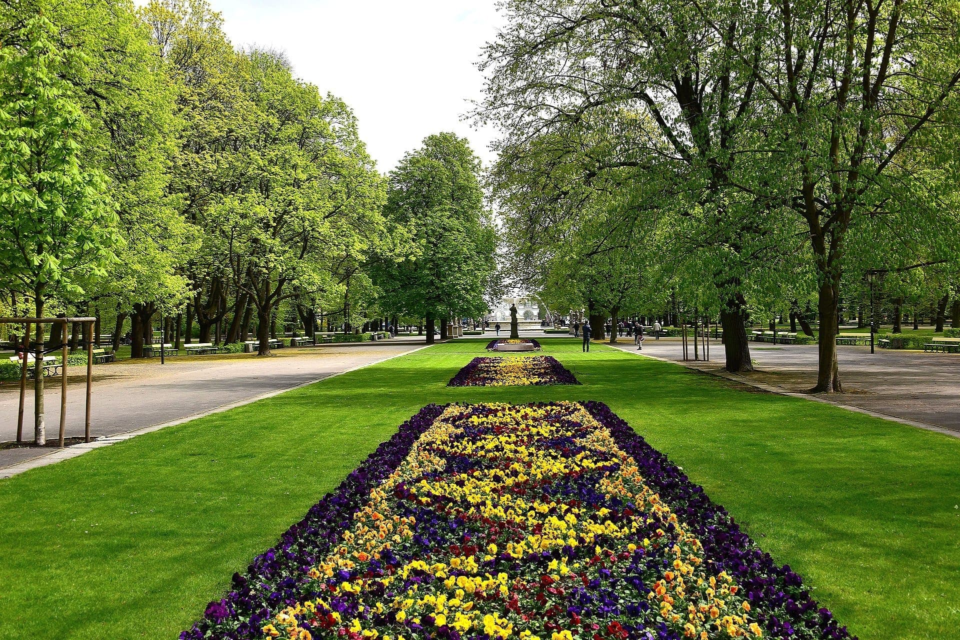 Ordentlich angelegte Blumenbeete mit lebhaften gelben und lila Blüten säumen den zentralen Weg des Ogród Saski, umgeben von üppigen grünen Bäumen und breiten Promenaden.
