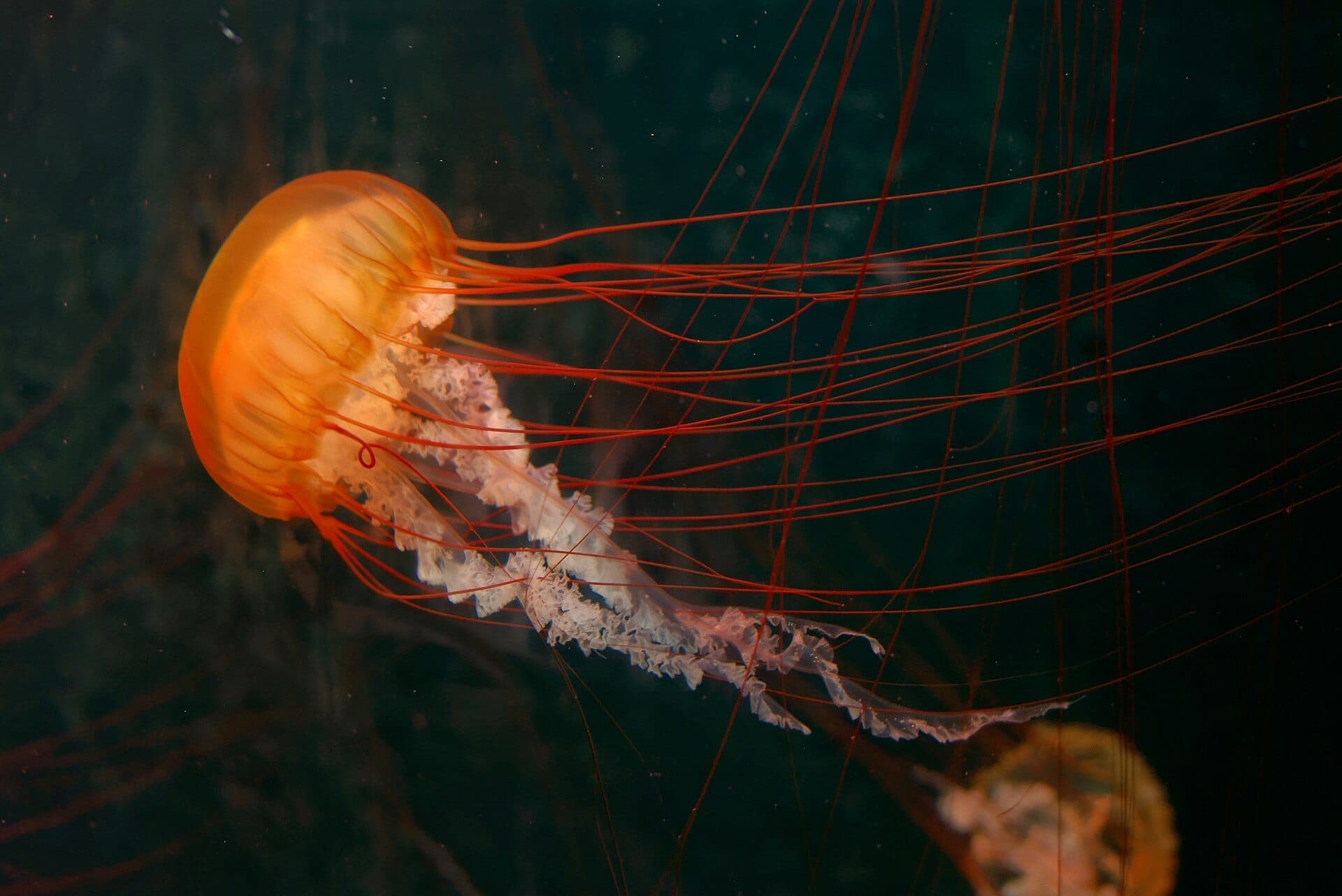 A vibrant orange jellyfish with long trailing tentacles drifts gracefully in a dark underwater tank at Singapore Oceanarium.