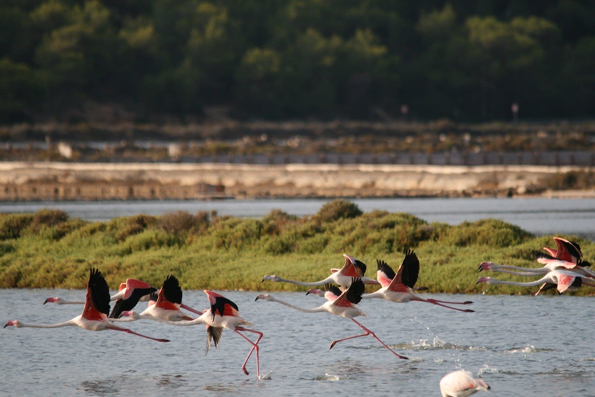 A group of pink flamingos taking flight over wetlands in Ses Salines Natural Park, with green foliage and salt flats in the background.