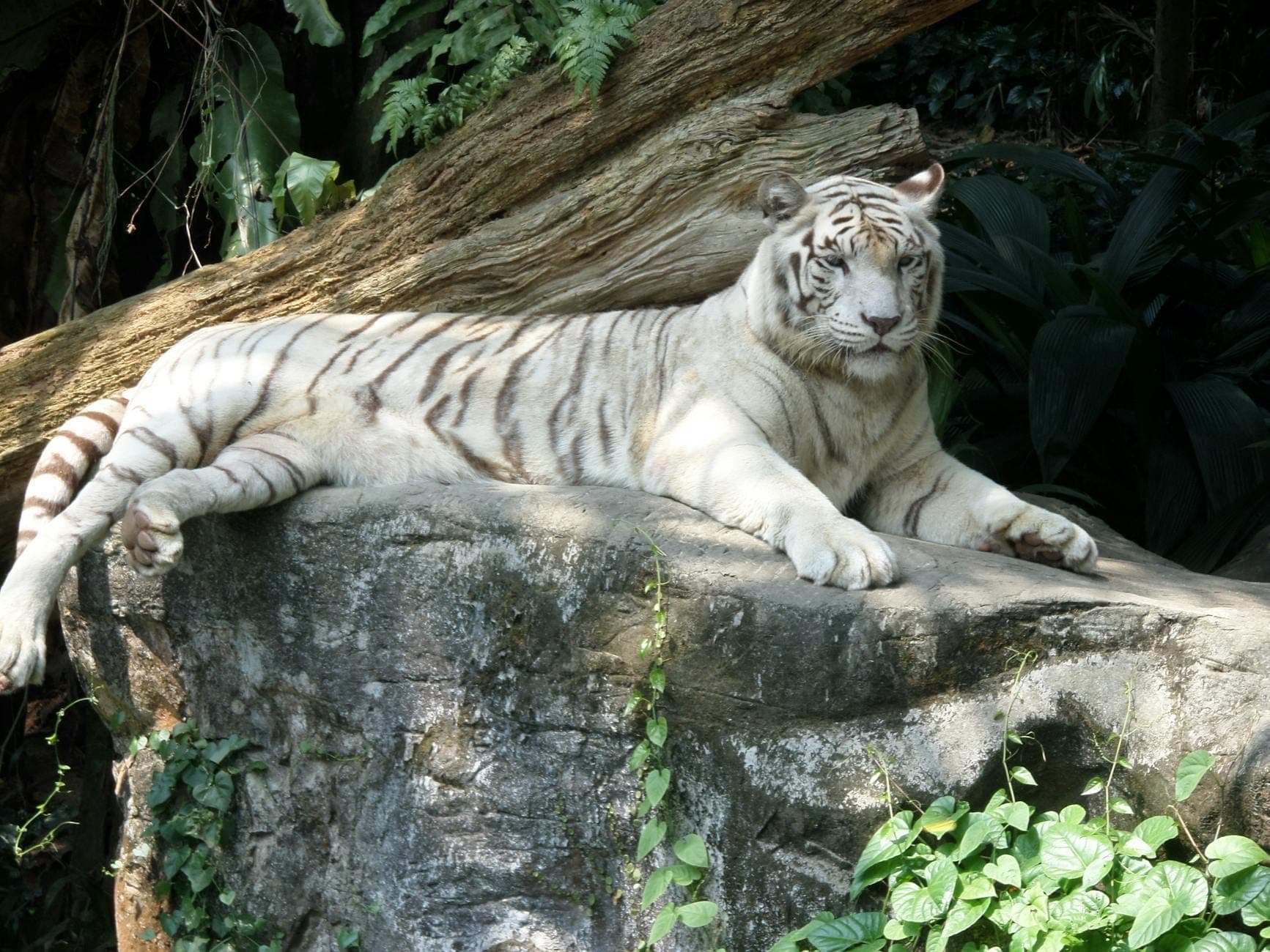 A majestic white tiger resting on a large rock under dappled sunlight at Mandai Singapore Zoo, surrounded by lush green foliage.