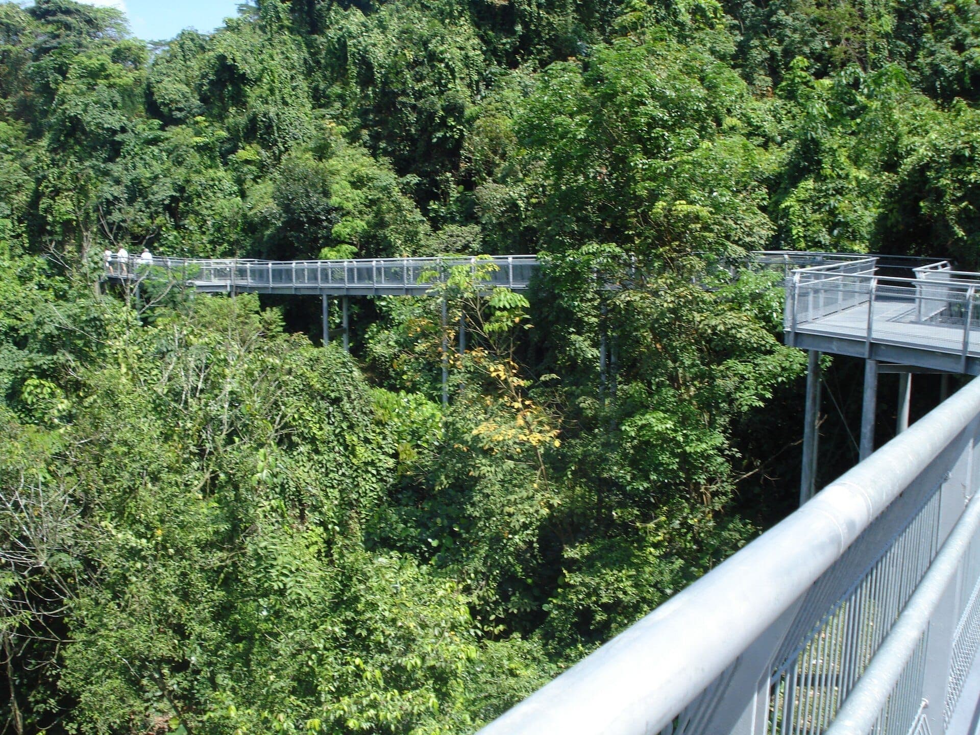 Elevated metal walkway winding through dense green forest at Southern Ridges, Singapore, with a few people walking and bright sunlight overhead.