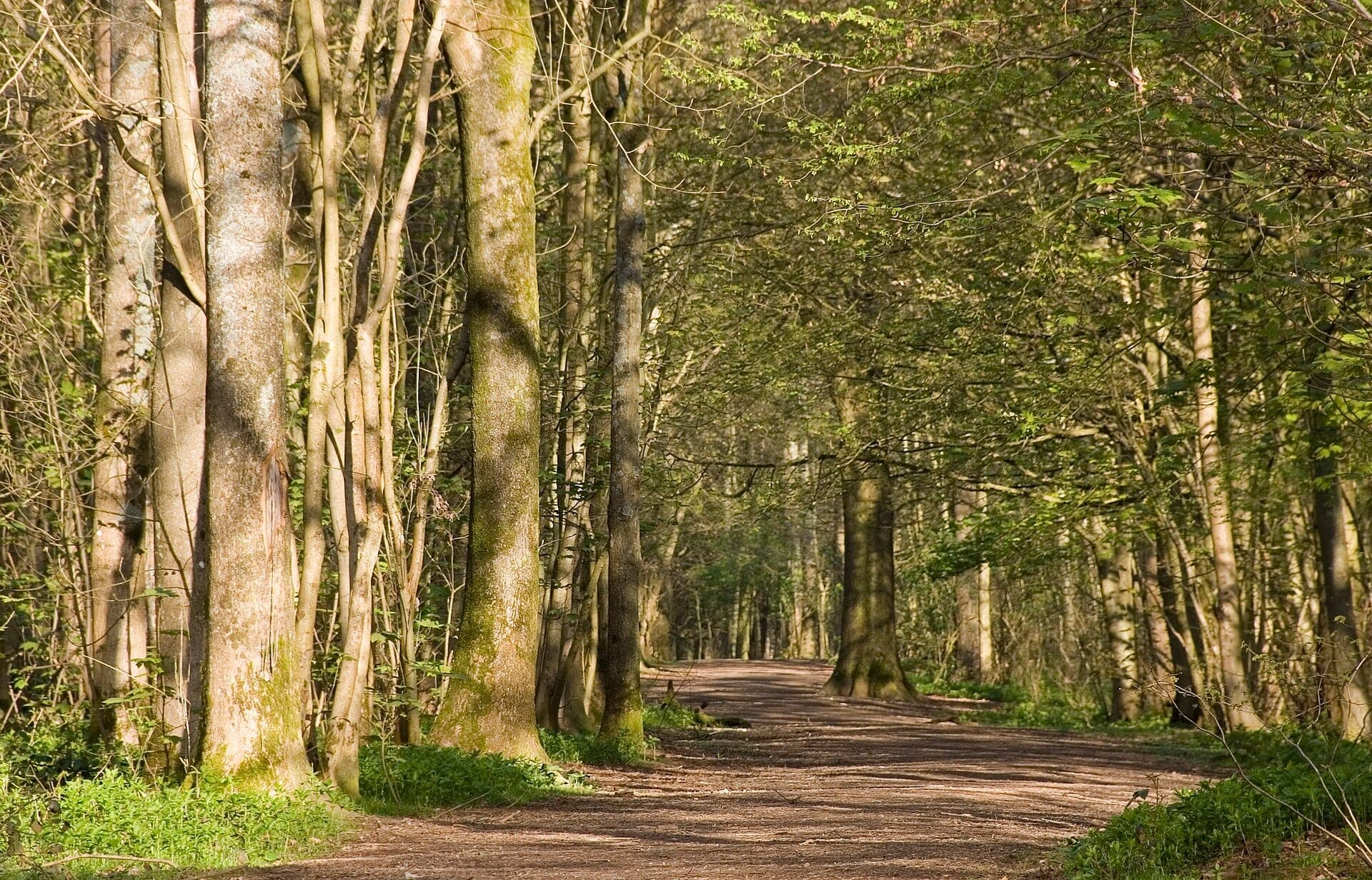 Con đường mòn trong rừng được bao phủ bởi những cây cao và ánh nắng lốm đốm tại Stanmer Park, điền trang lịch sử thời Georgian của Brighton.
