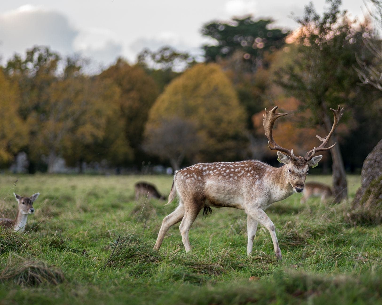 Damhirsche grasen in einem offenen Grasbereich mit Bäumen und Herbstlaub im Phoenix Park in Dublin.