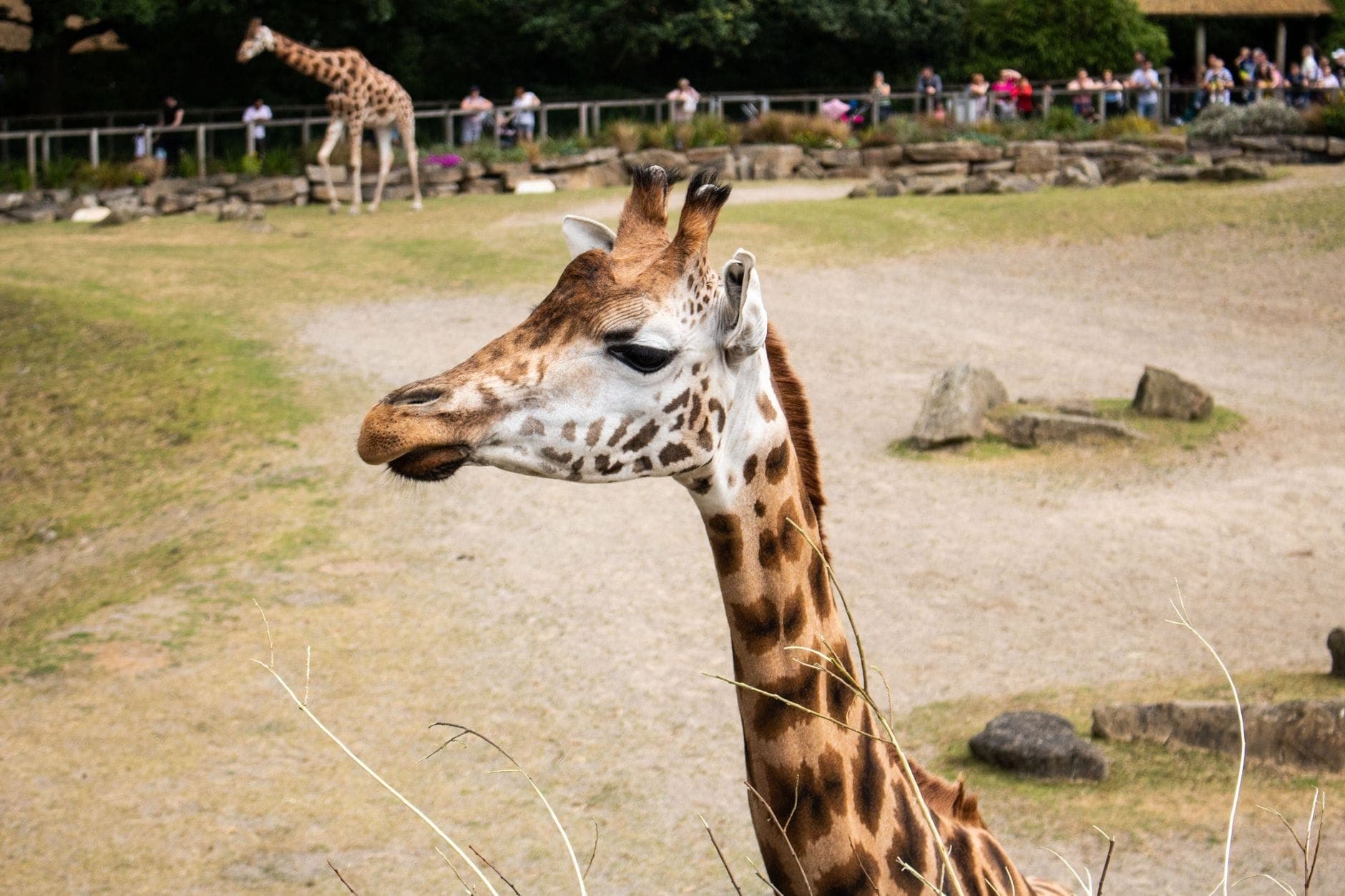 Giraffe in einem Außengehege eines Zoos mit Besuchern und einer weiteren Giraffe im Hintergrund an einem sonnigen Tag.
