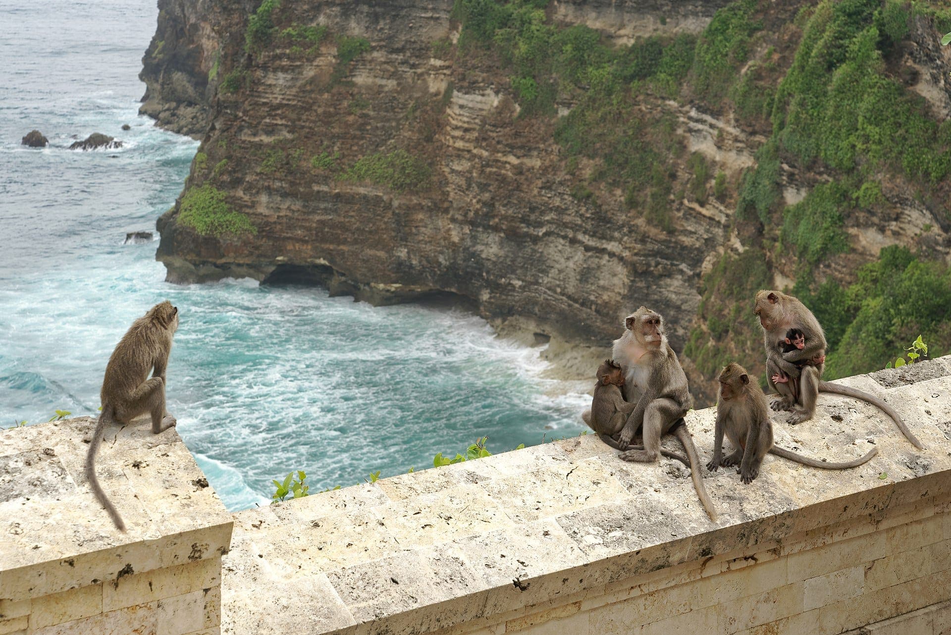 Mga long-tailed macaque sa Uluwatu Temple na nakatanaw sa mga ocean cliff sa Bali