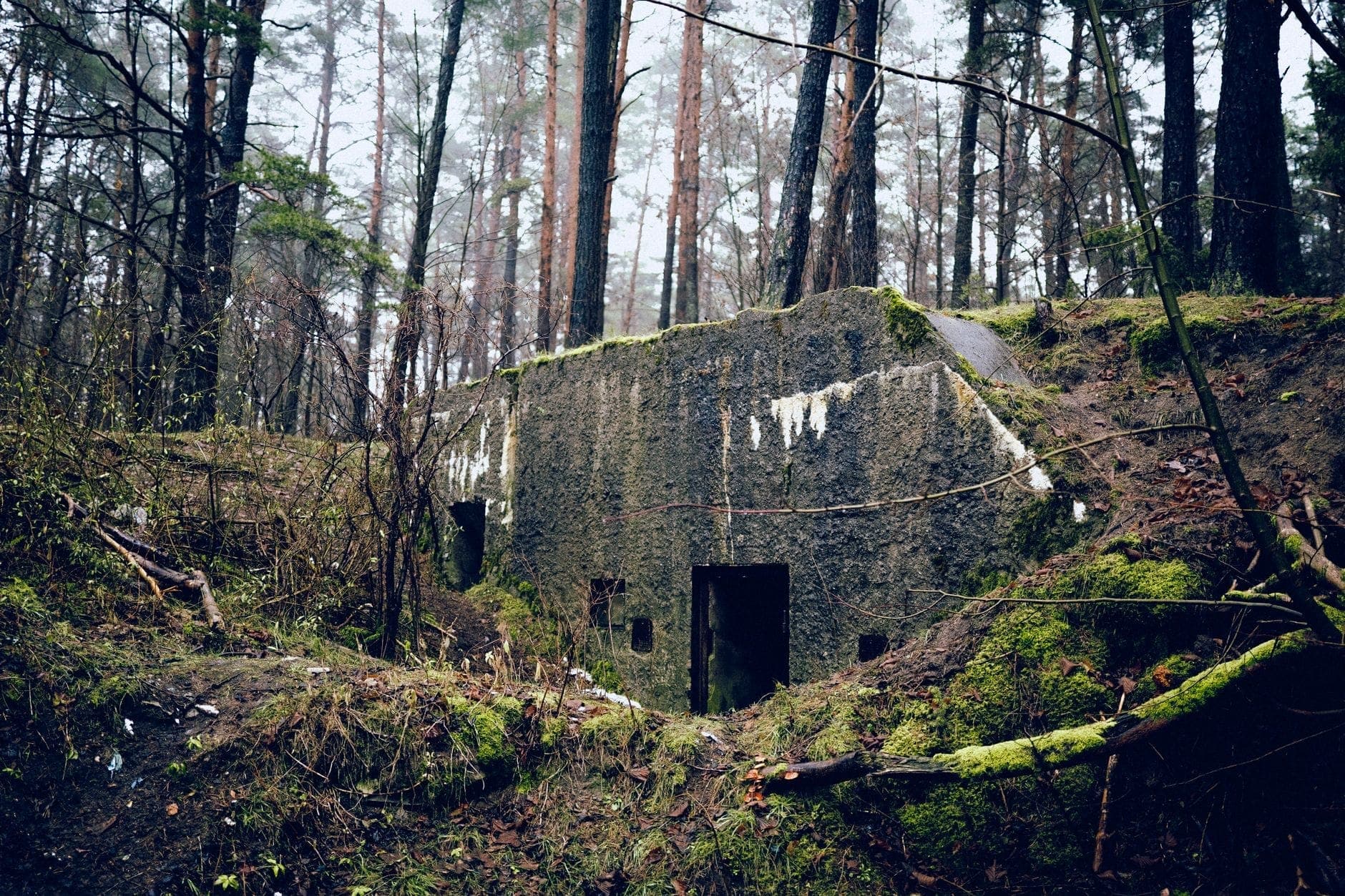 Verlassener Betonbunker aus dem Zweiten Weltkrieg, versteckt in einem dichten Wald nahe Warschau, mit Moos bedeckt und von hohen Kiefern umgeben.