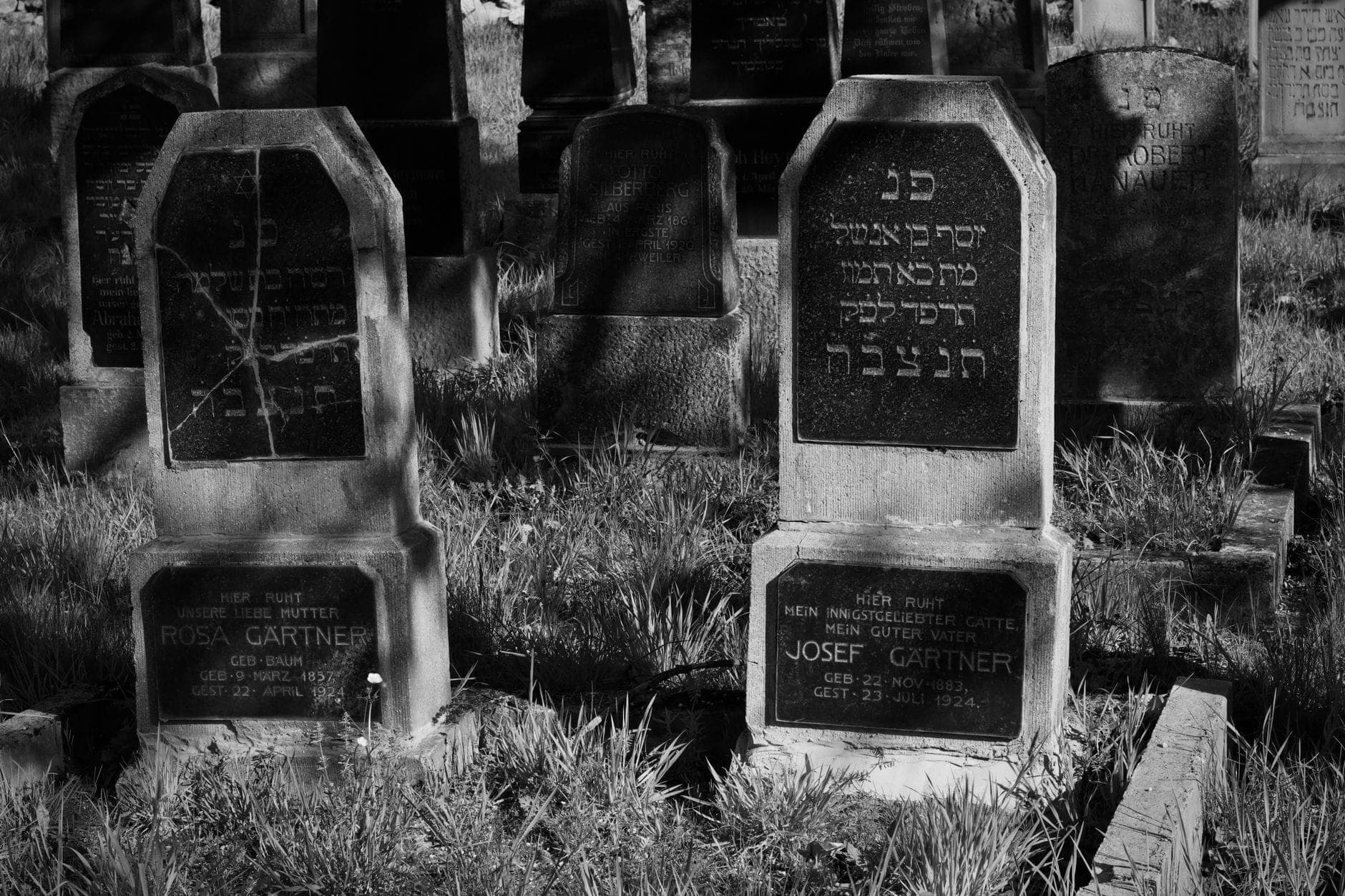 Foto in bianco e nero di antiche lapidi ebraiche con iscrizioni in ebraico, ricoperte di erba, in un cimitero storico